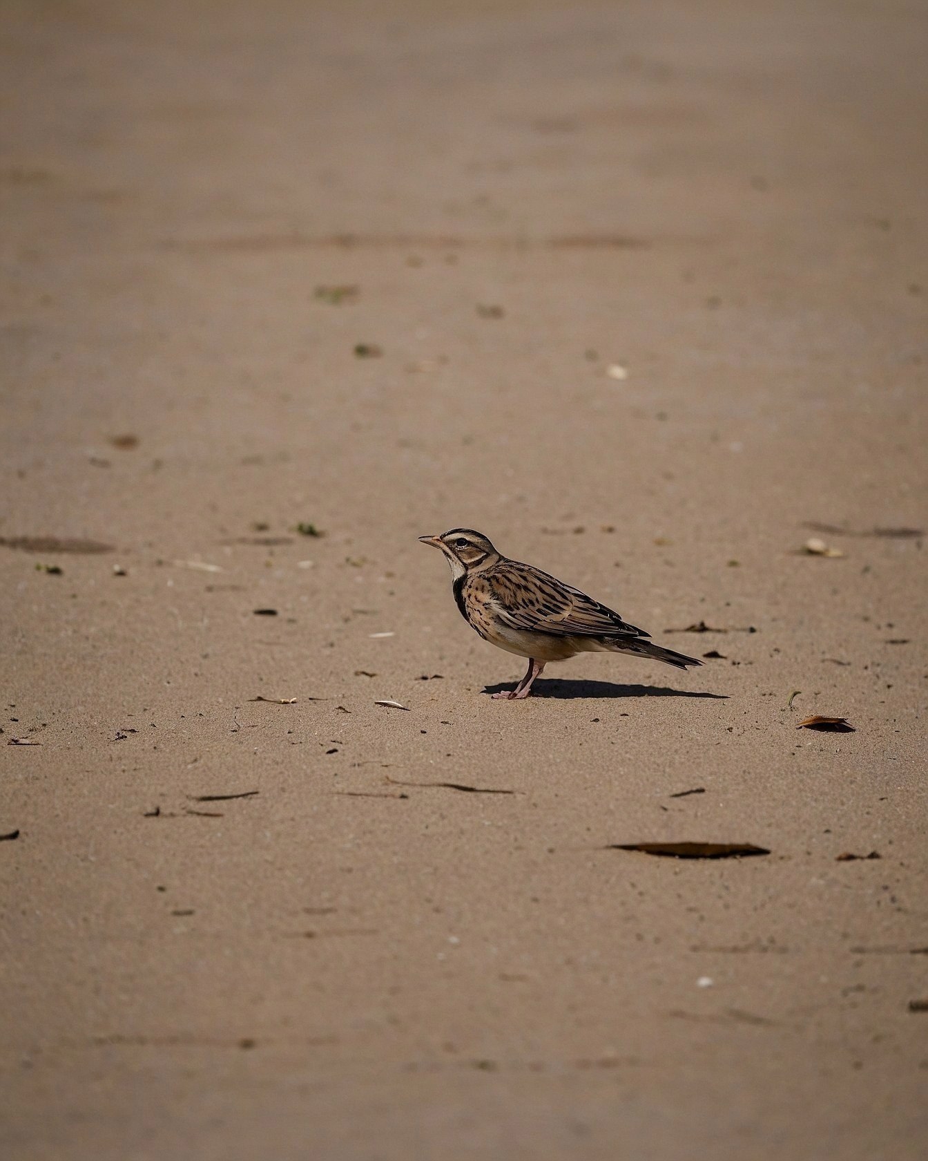 Lone Lark on Vast, Textured Shoreline Canvas