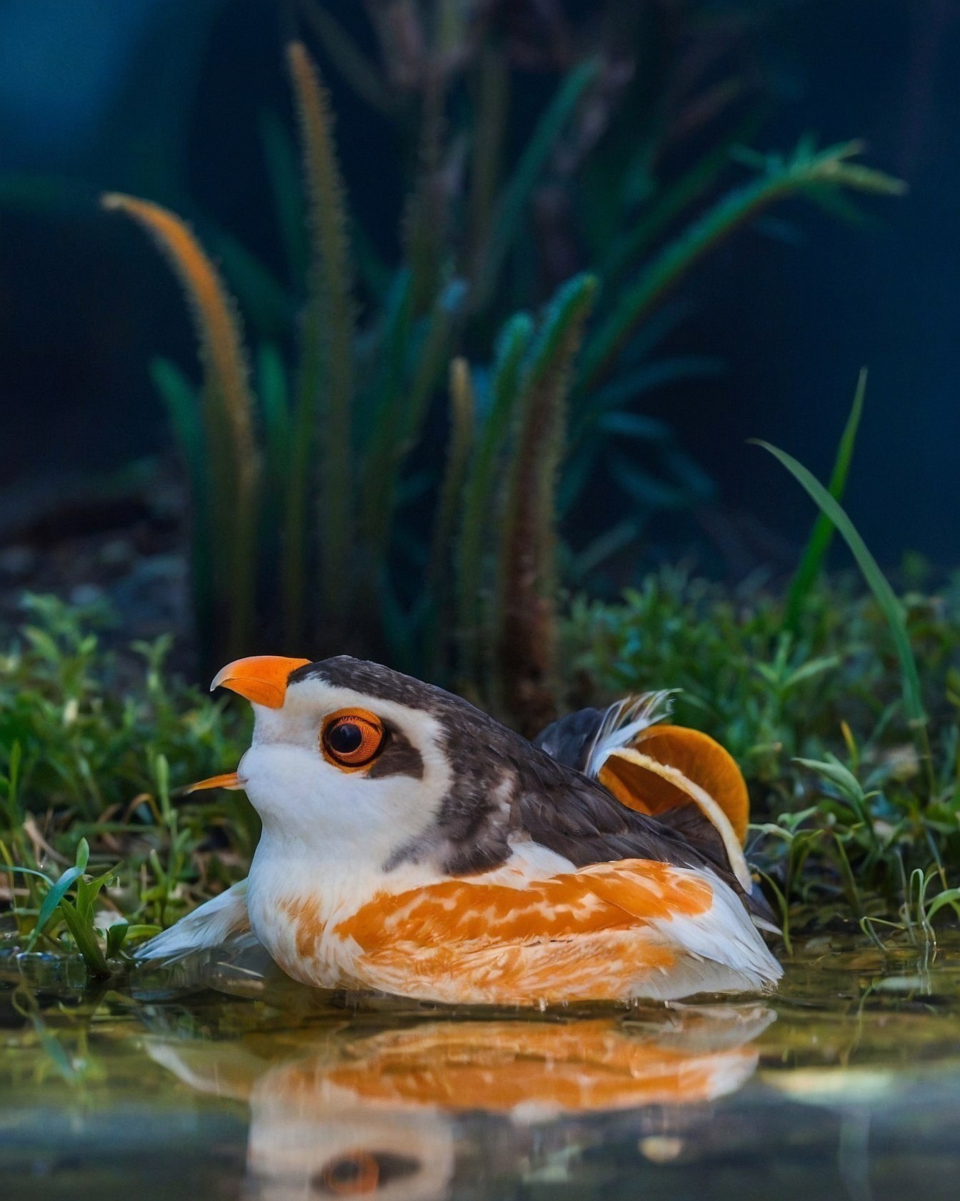 Vibrant Orange and White Bird at Water's Edge