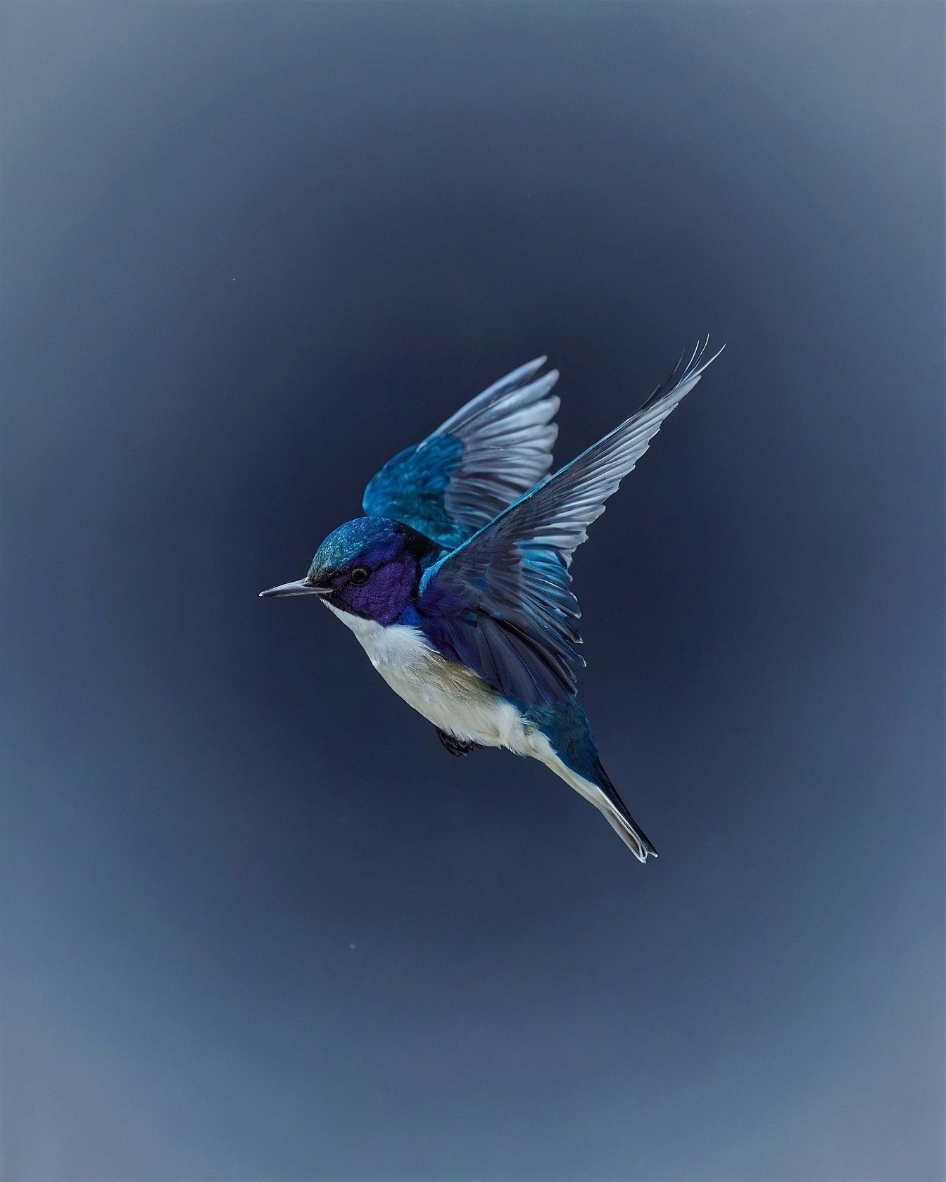 Bird in Flight Against a Moody Blue Sky
