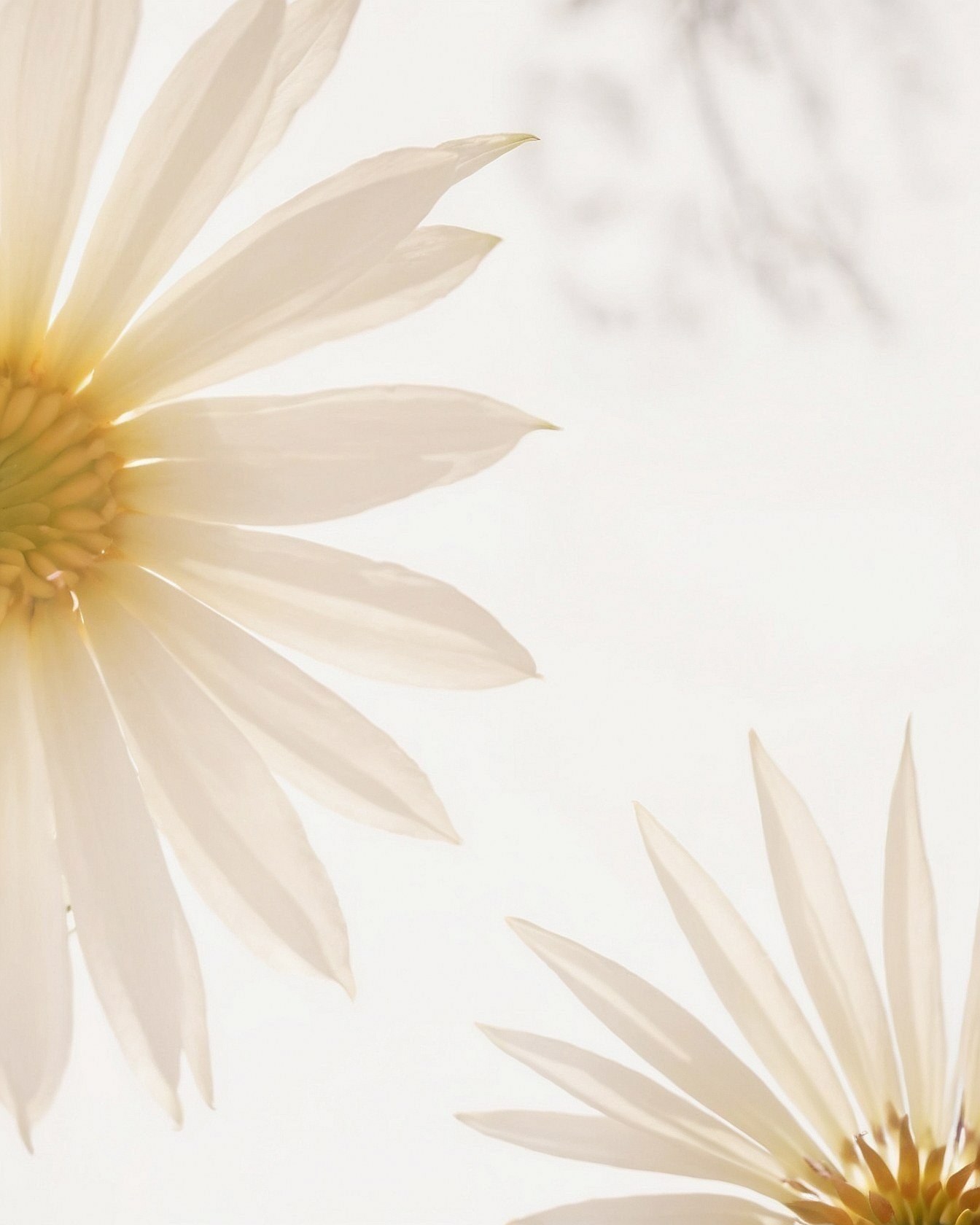 Petal Edges Against a Blurred Background