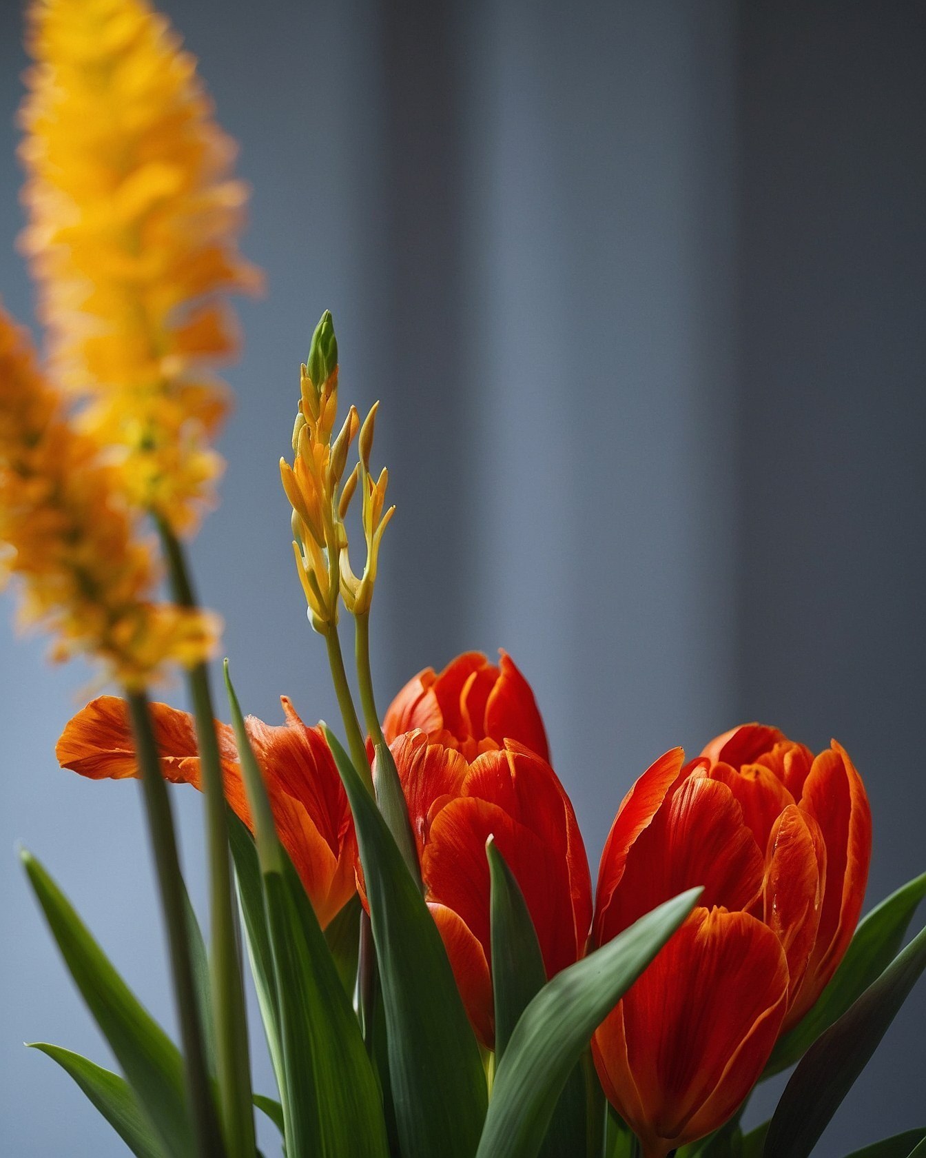 Bold Red Tulips Against a Soft Grey Backdrop