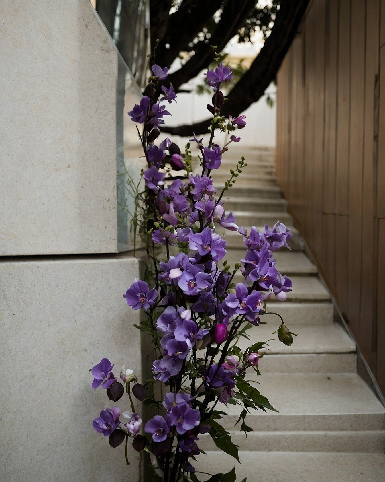 Delicate Orchids Against Modern Architecture