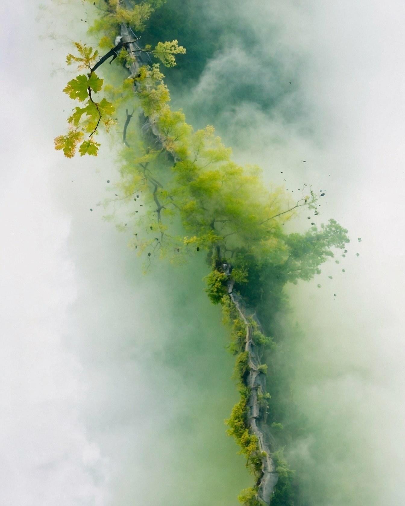 Verdant Overgrowth and Mist-Shrouded Crags