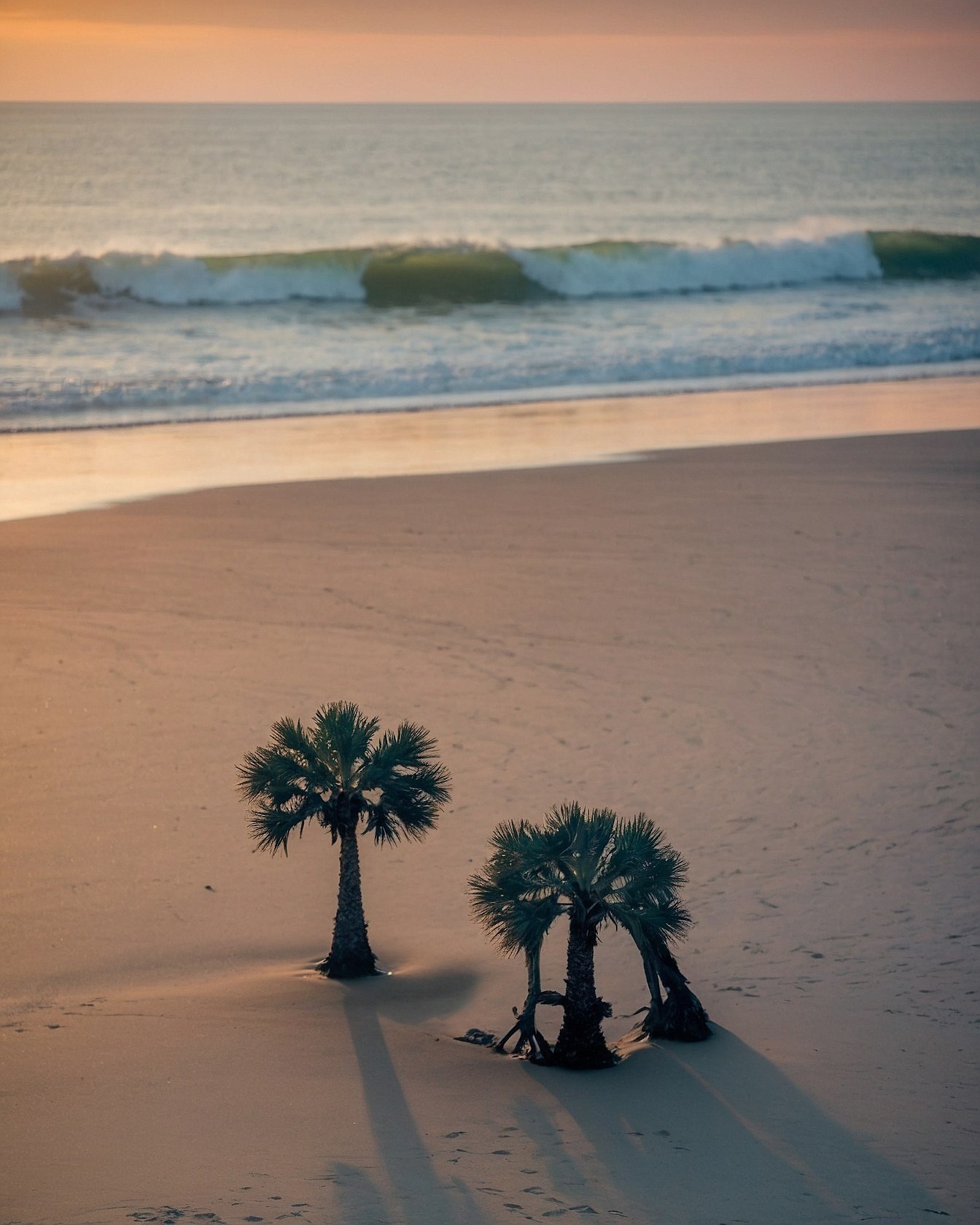 Solitary Palms Amidst Coastal Calm