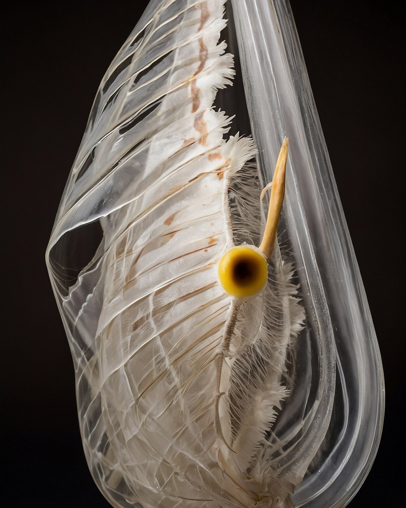 Feathery Texture Meets Sleek Sheen