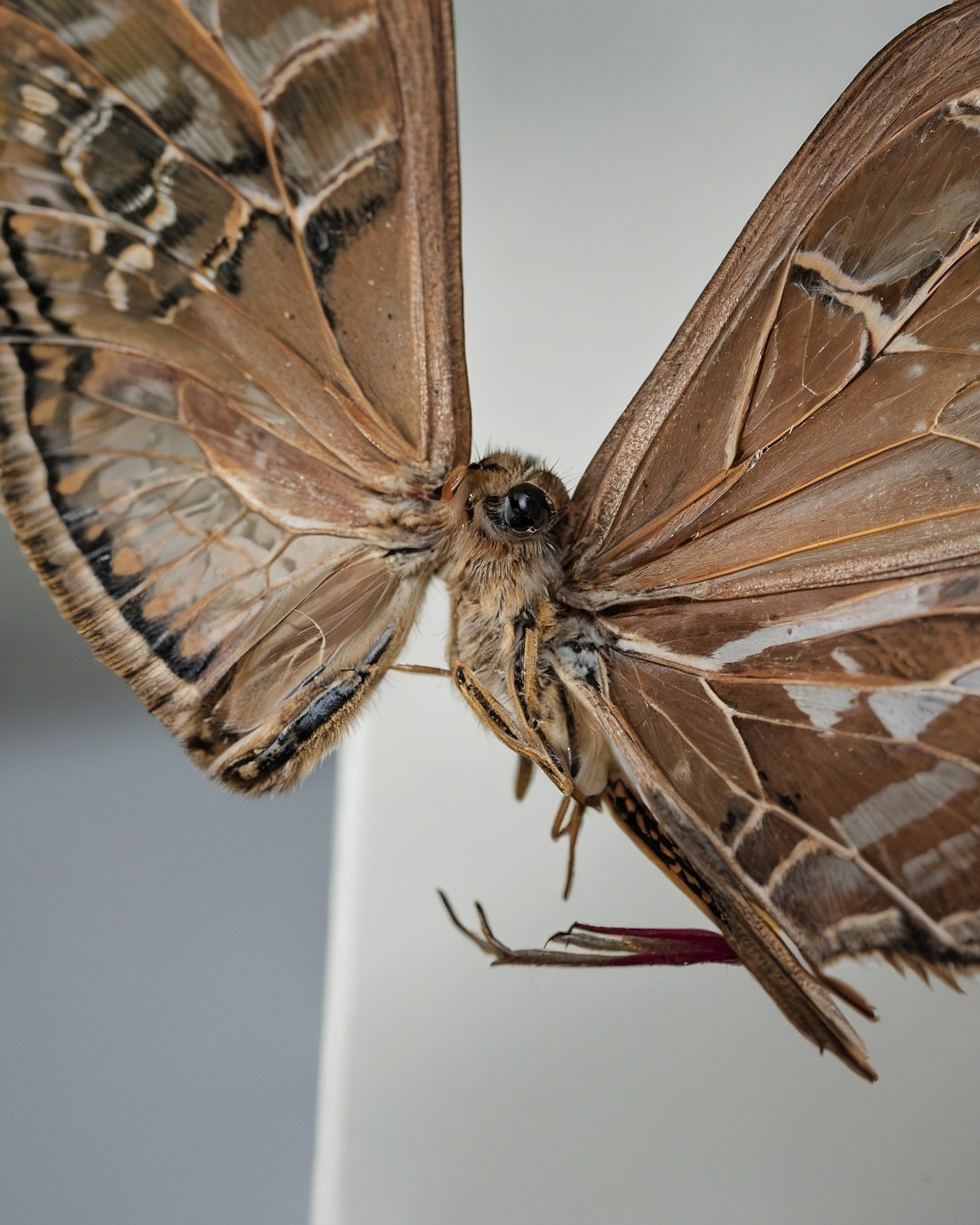 Monarch Wings Meeting Soft Umber Tones