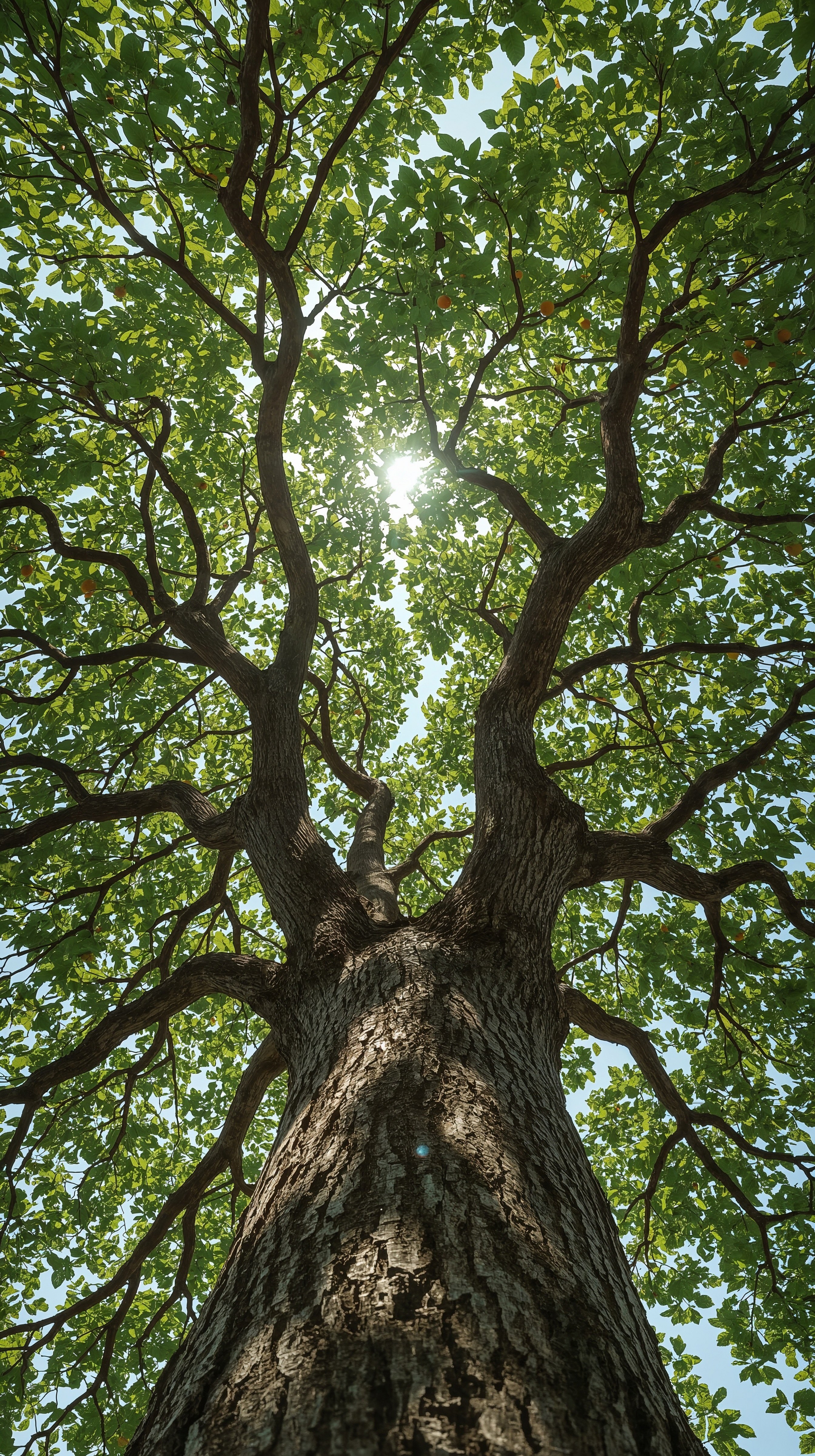 Lush Green Nature Wallpapers: Sunny Forest Canopy Photography