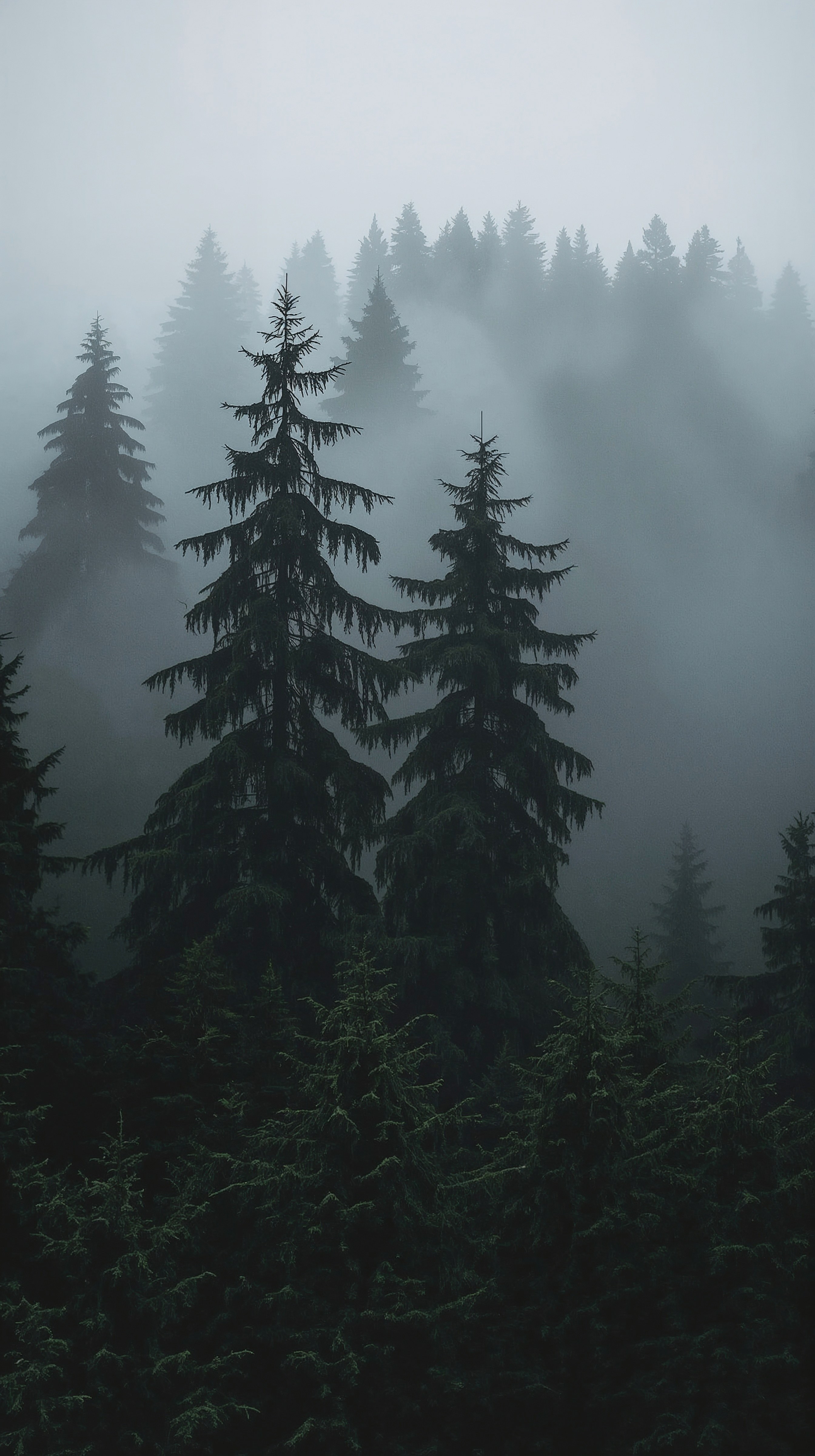 Mysterious Forest: Dark Aesthetic 4K Laptop Wallpapers
