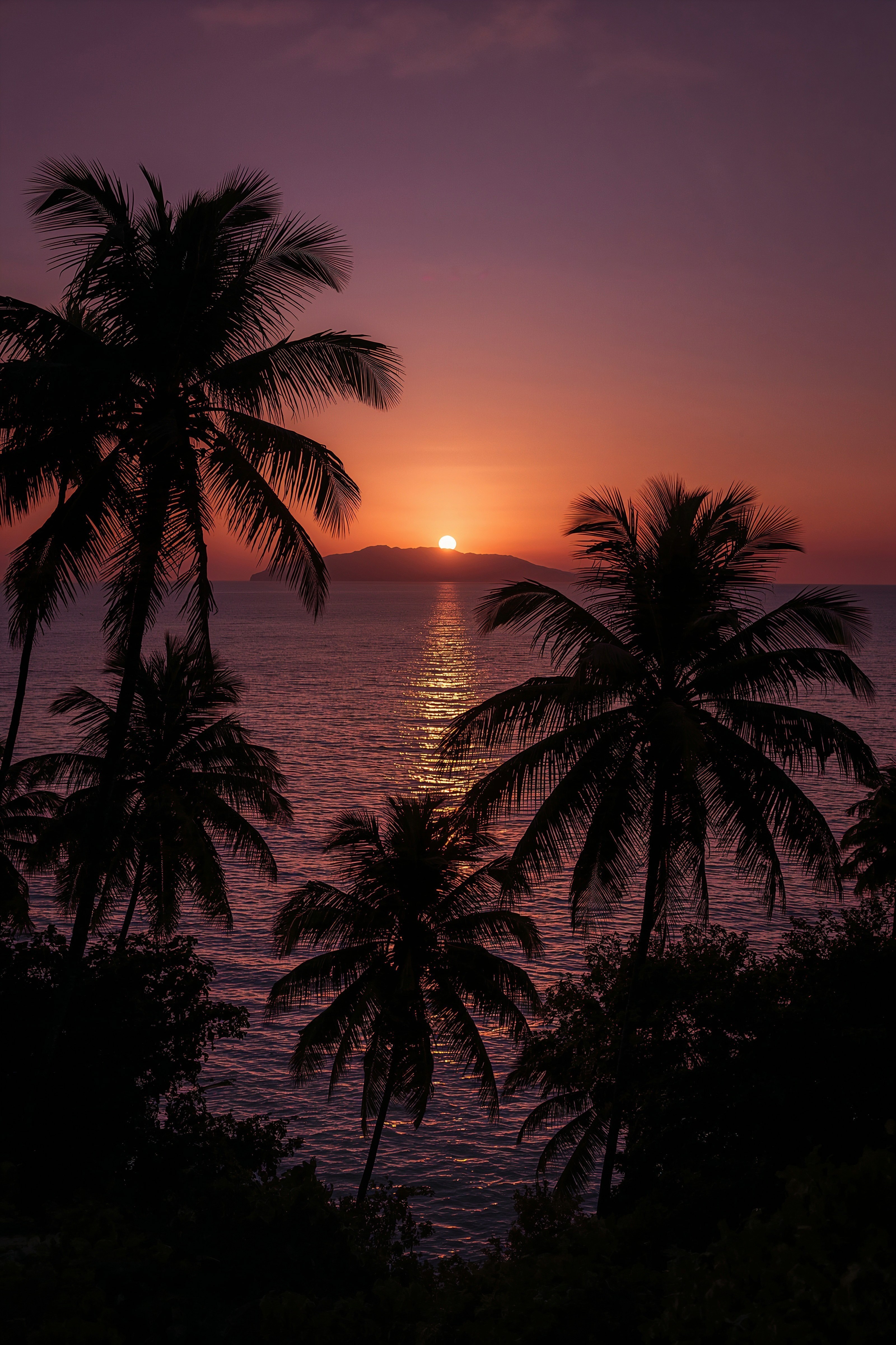 Serene Sunset Palm Trees: Macbook Dark Nature Wallpaper