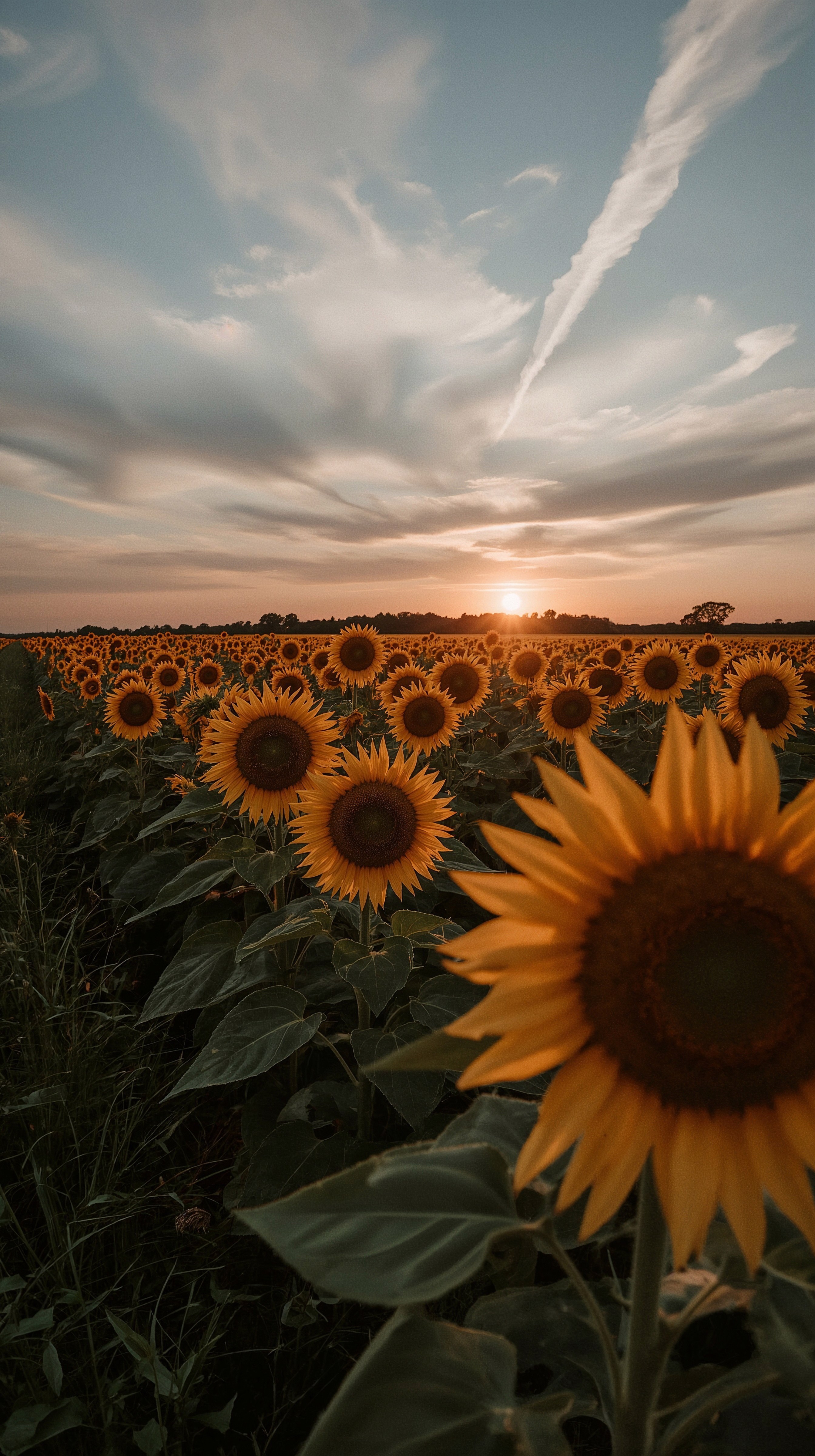 Golden Hour Sunflowers: Beautiful Nature Aesthetic Wallpapers