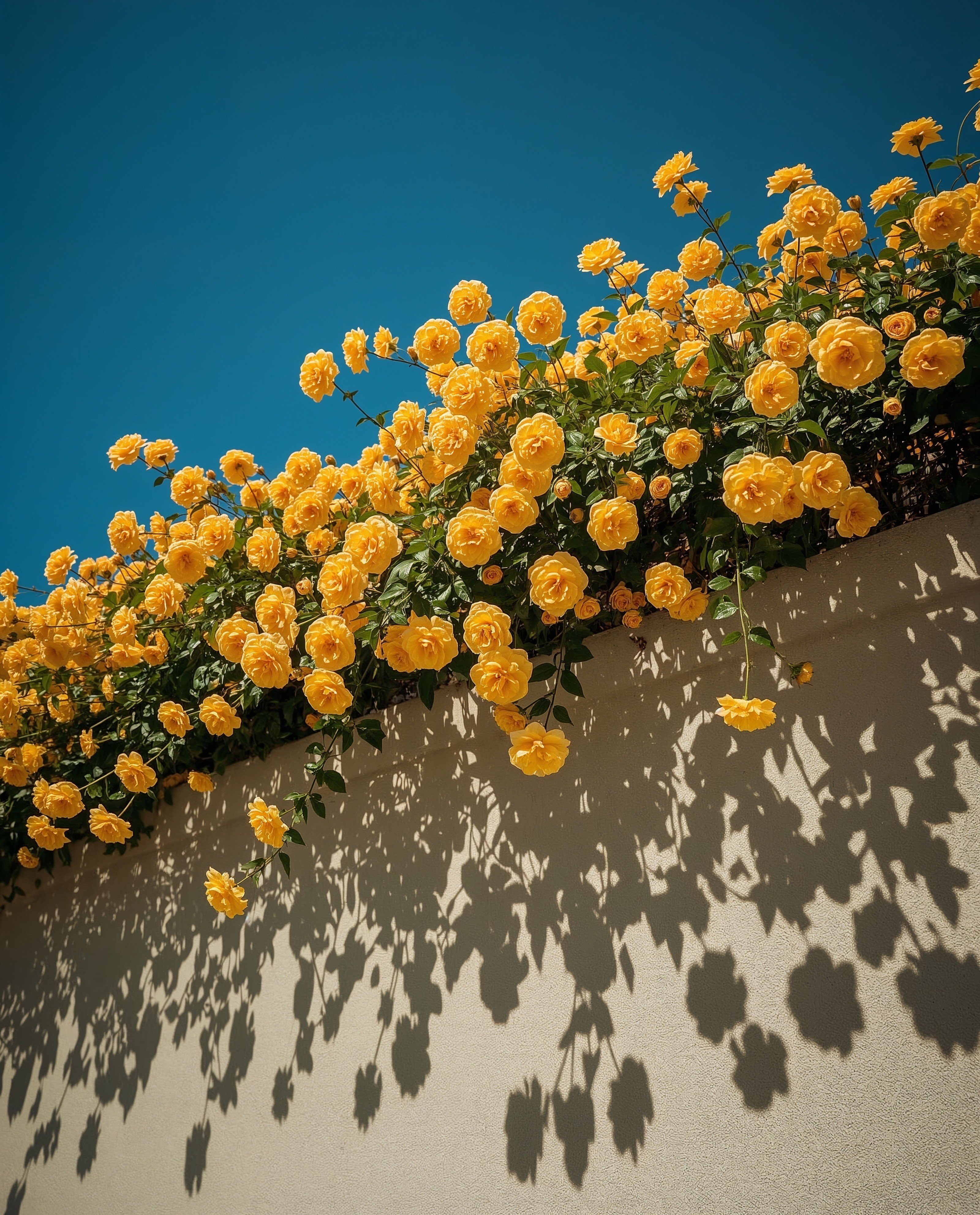 Radiant Yellow Blooms: Embrace a Cheerful Spring Aesthetic
