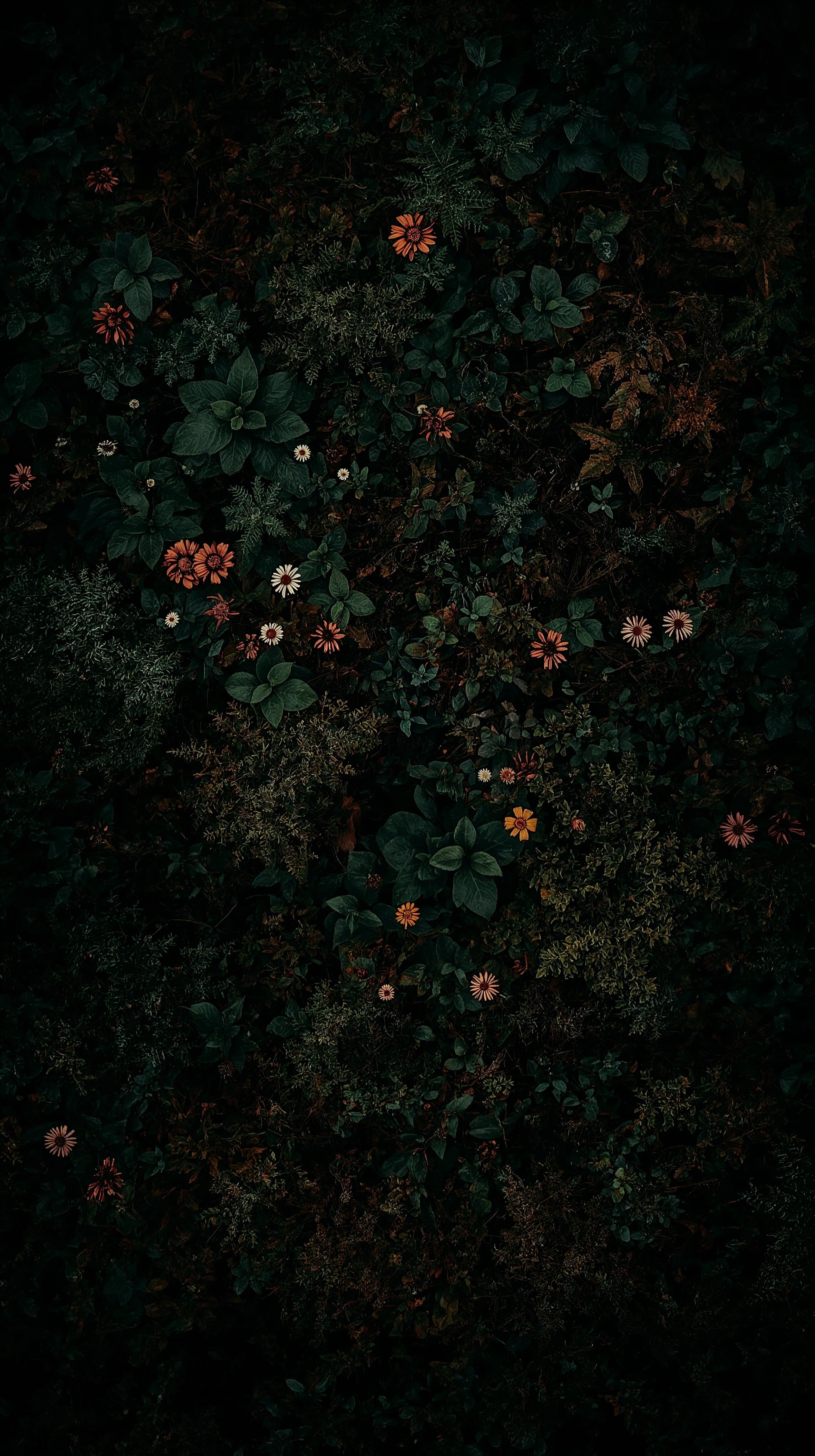 Enchanting Dark Forest Aesthetic 4K Wallpaper Art
