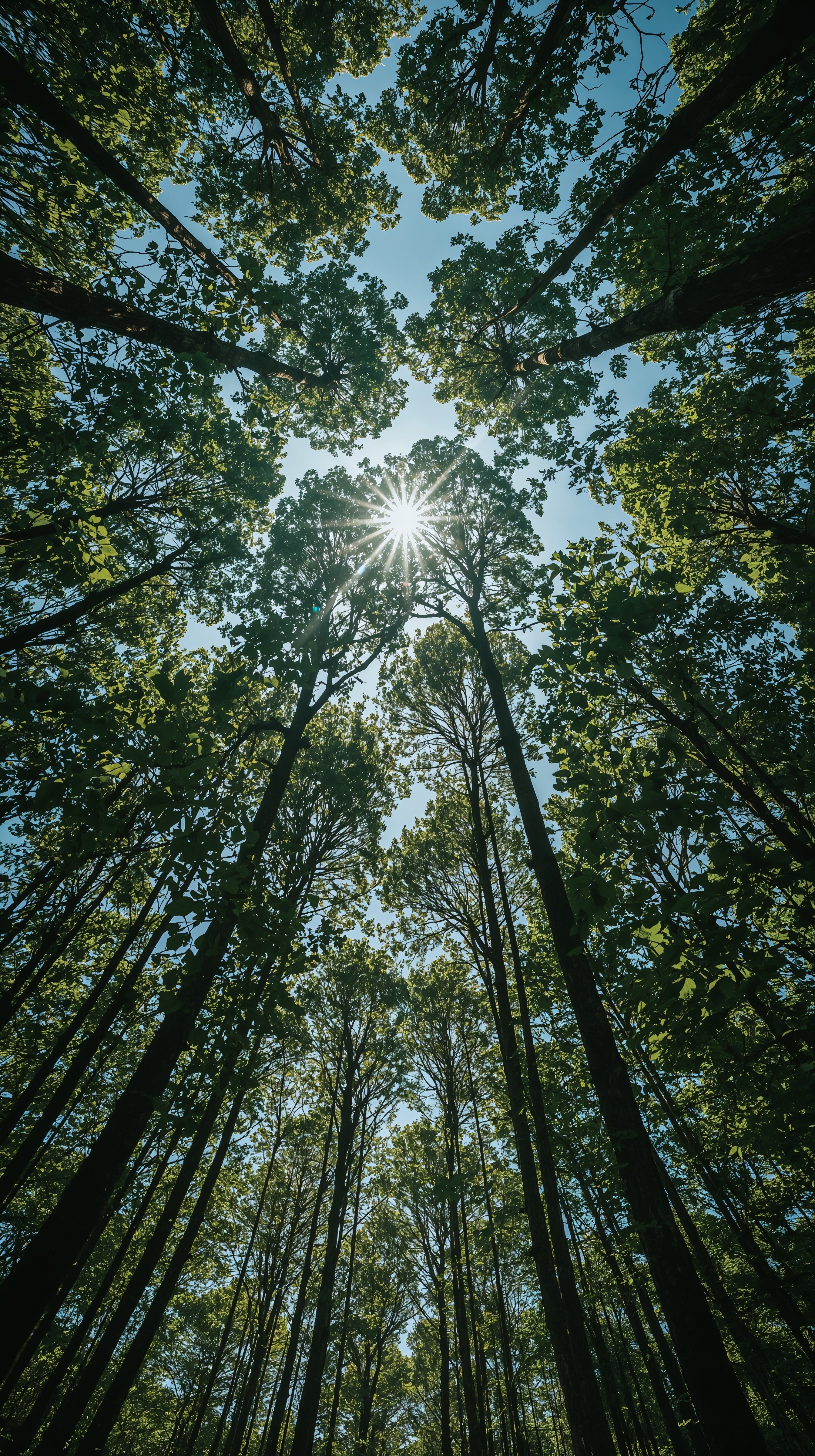 Magical Sunlight Through Forest Canopies: Pretty Places Wallpaper