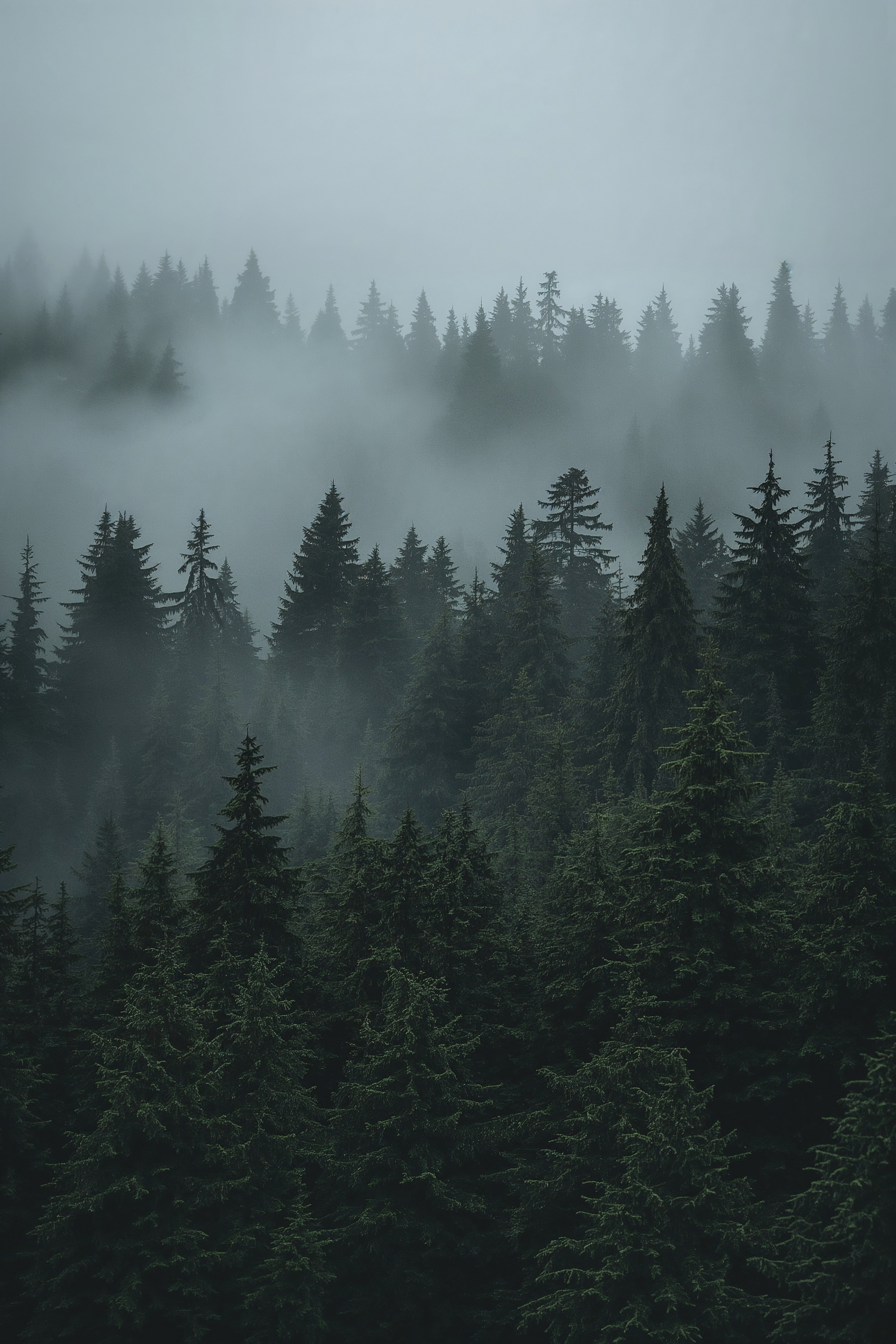 Misty Forest 4K Wallpaper: Serene Nature Escape