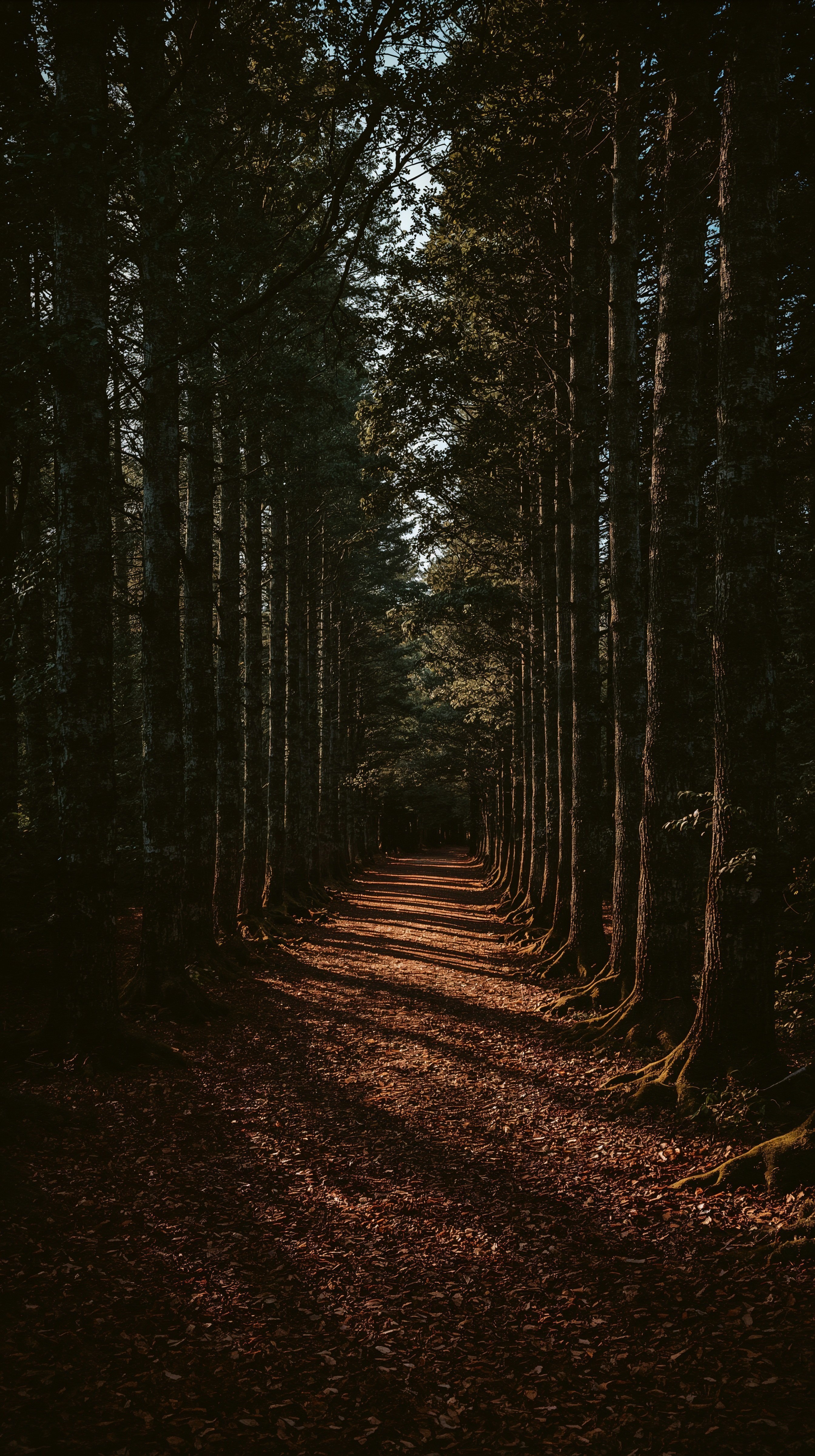Cinematic Forest Paths: Cosy Macbook Woods Wallpaper