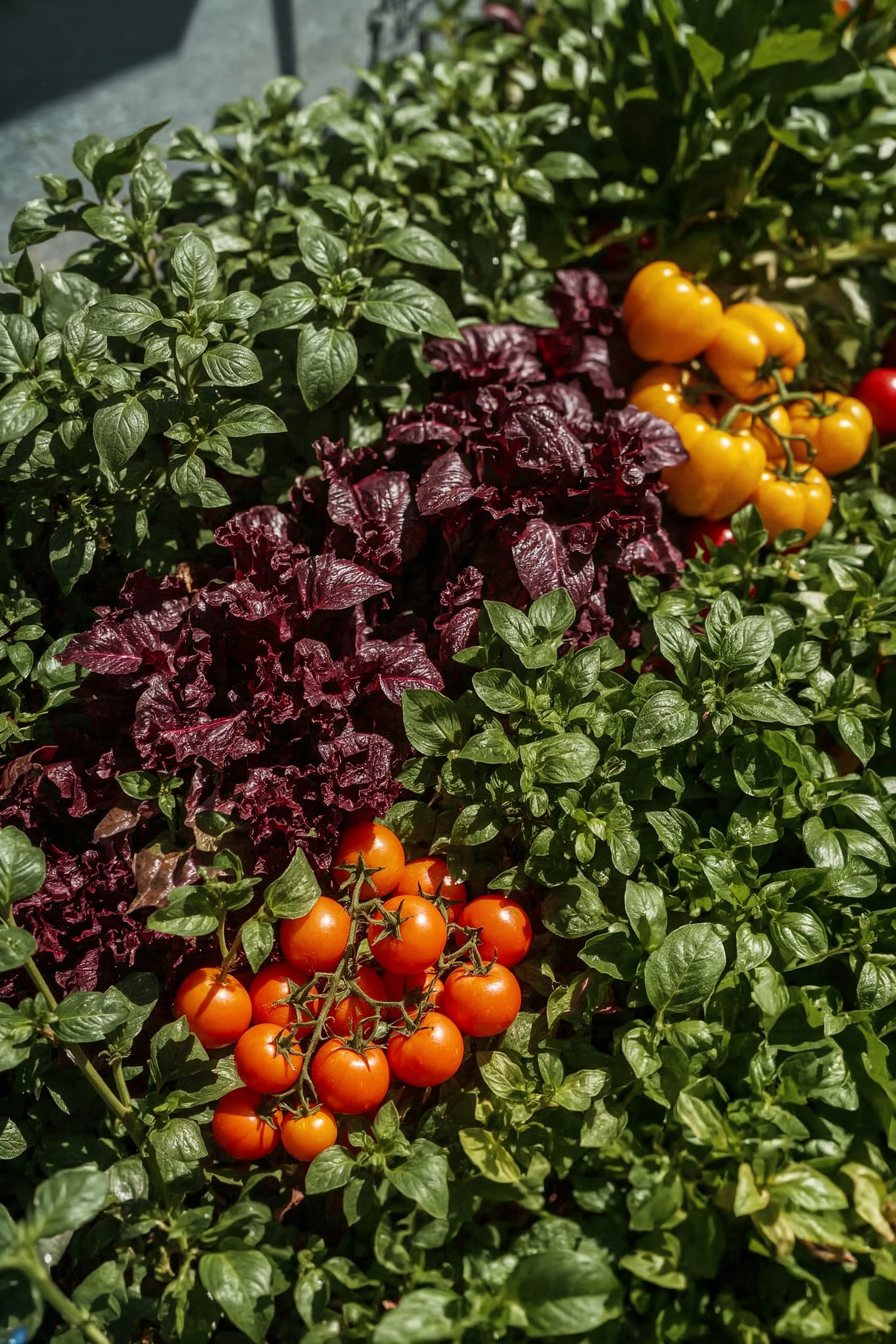 Vibrant & Compact: Small Garden Design Vegetable bursting with Color