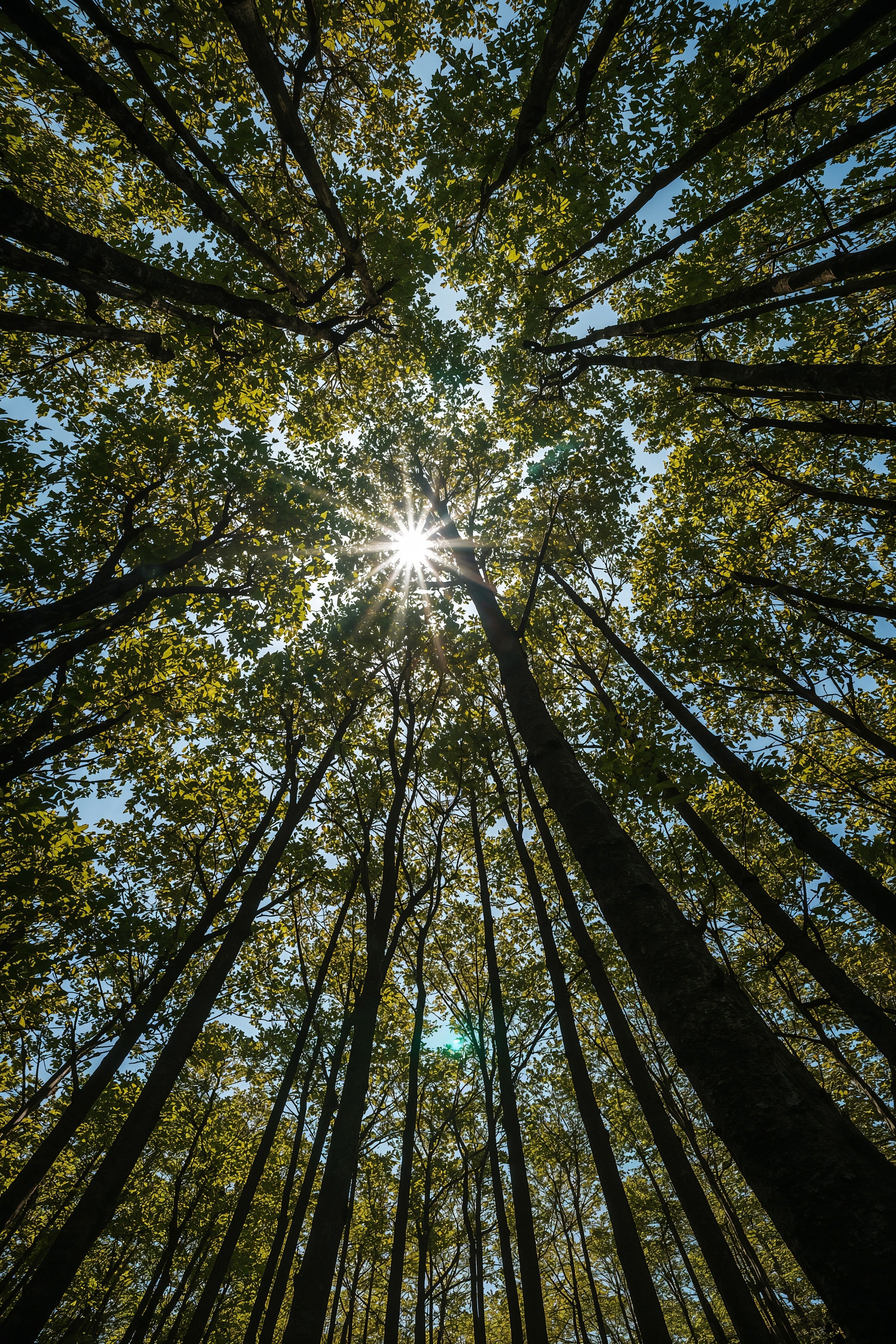 Golden Light Forest Scenery: Inspirational Nature Wallpapers