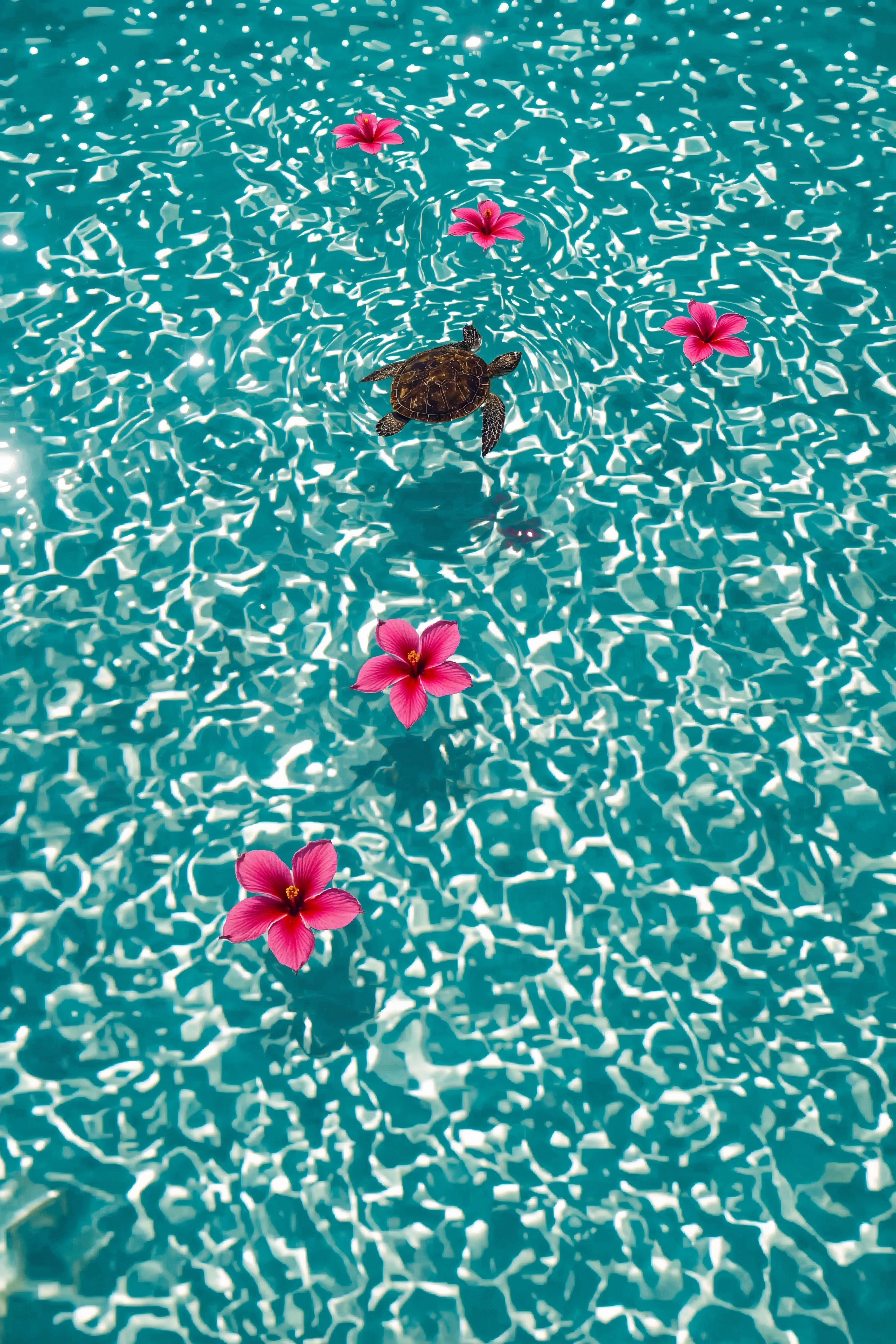 Enchanting Nature Scene: Turtle & Floating Flowers Wallpaper