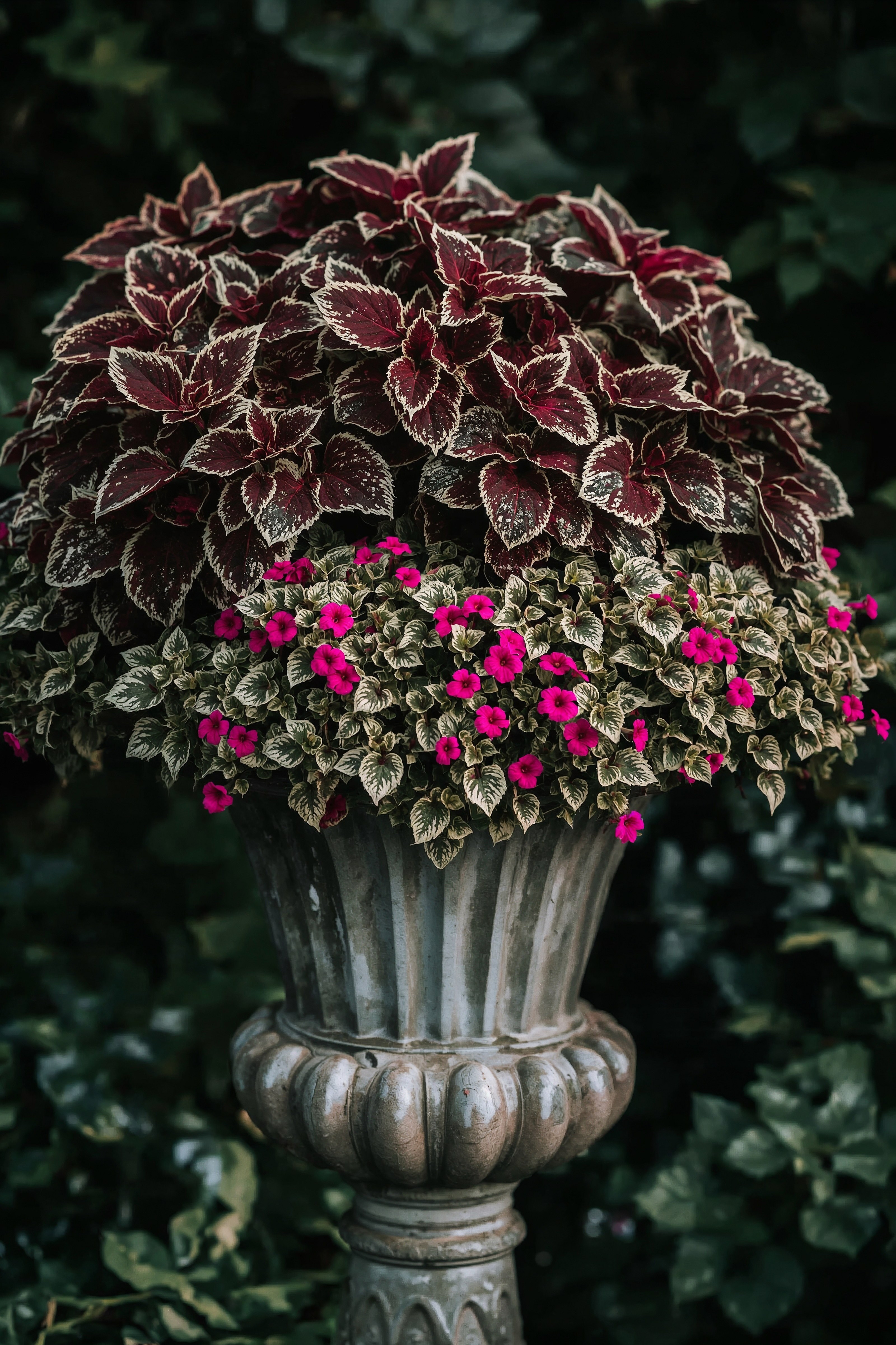 Vibrant Coleus Containers for Shade Gardens & Outdoor Decor