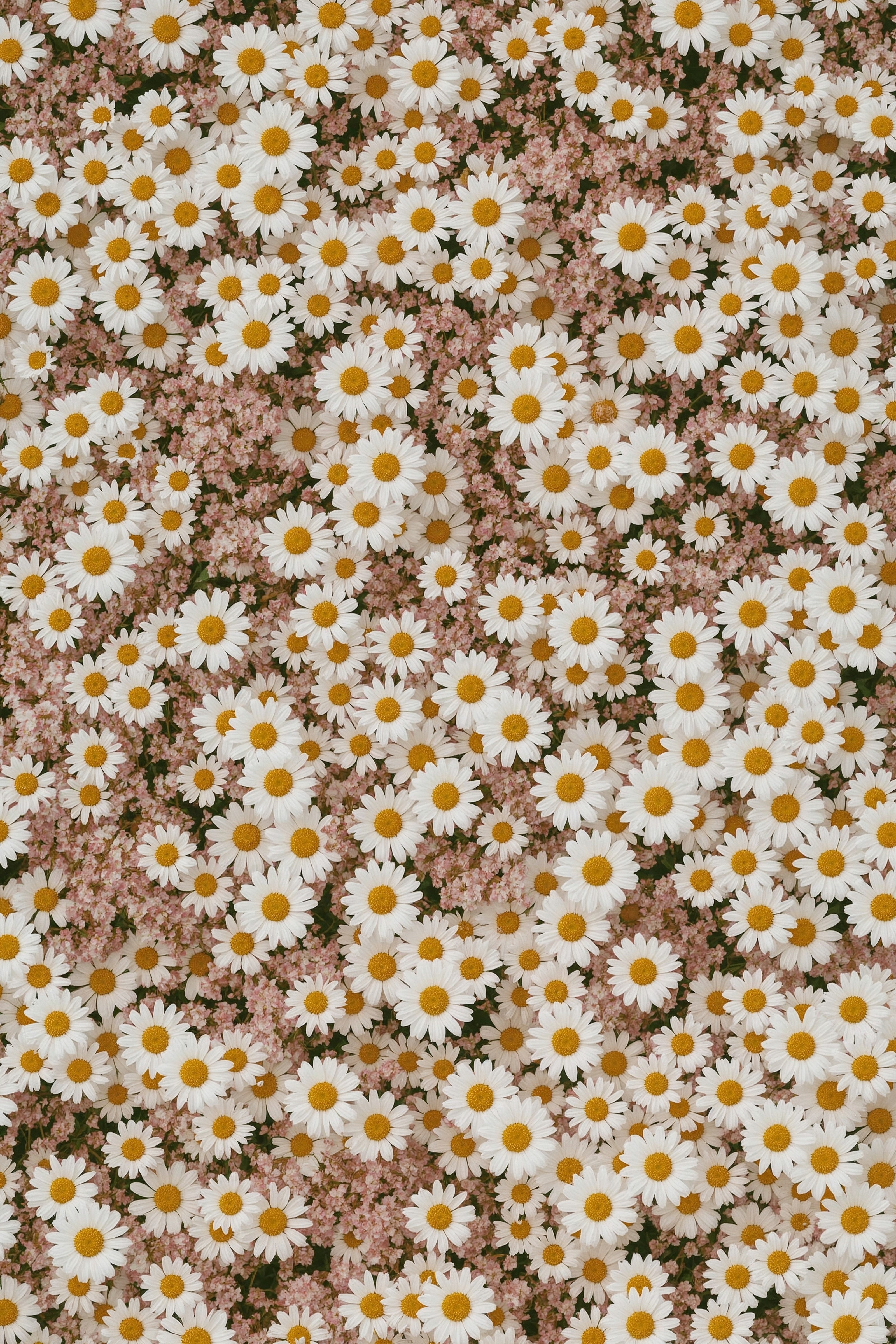 Pink Daisy Dreams: Enchanting Floral Phone Backgrounds