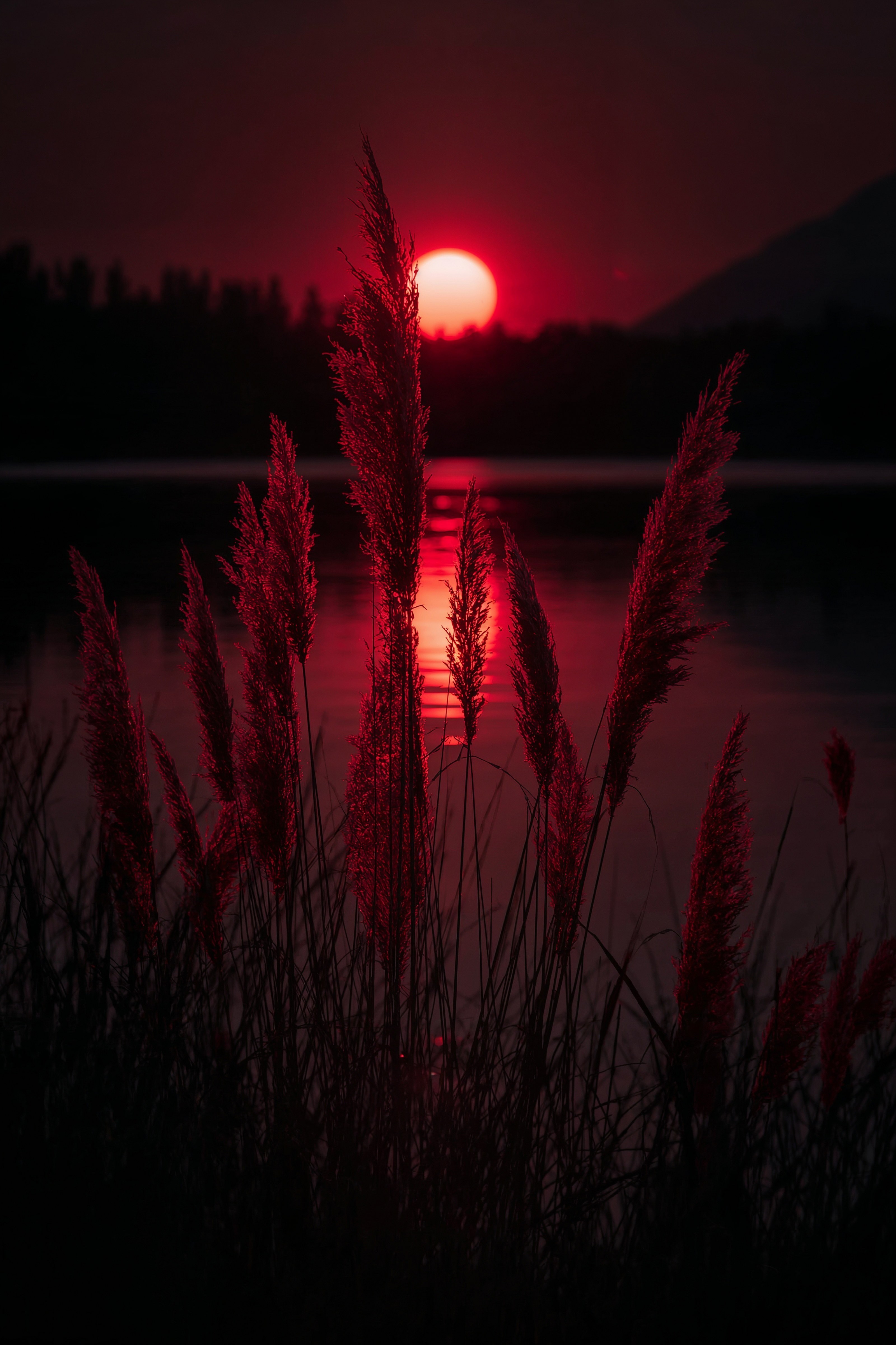 Dramatic Red Reeds Sunset: Beautiful Nature Wallpaper for Screens