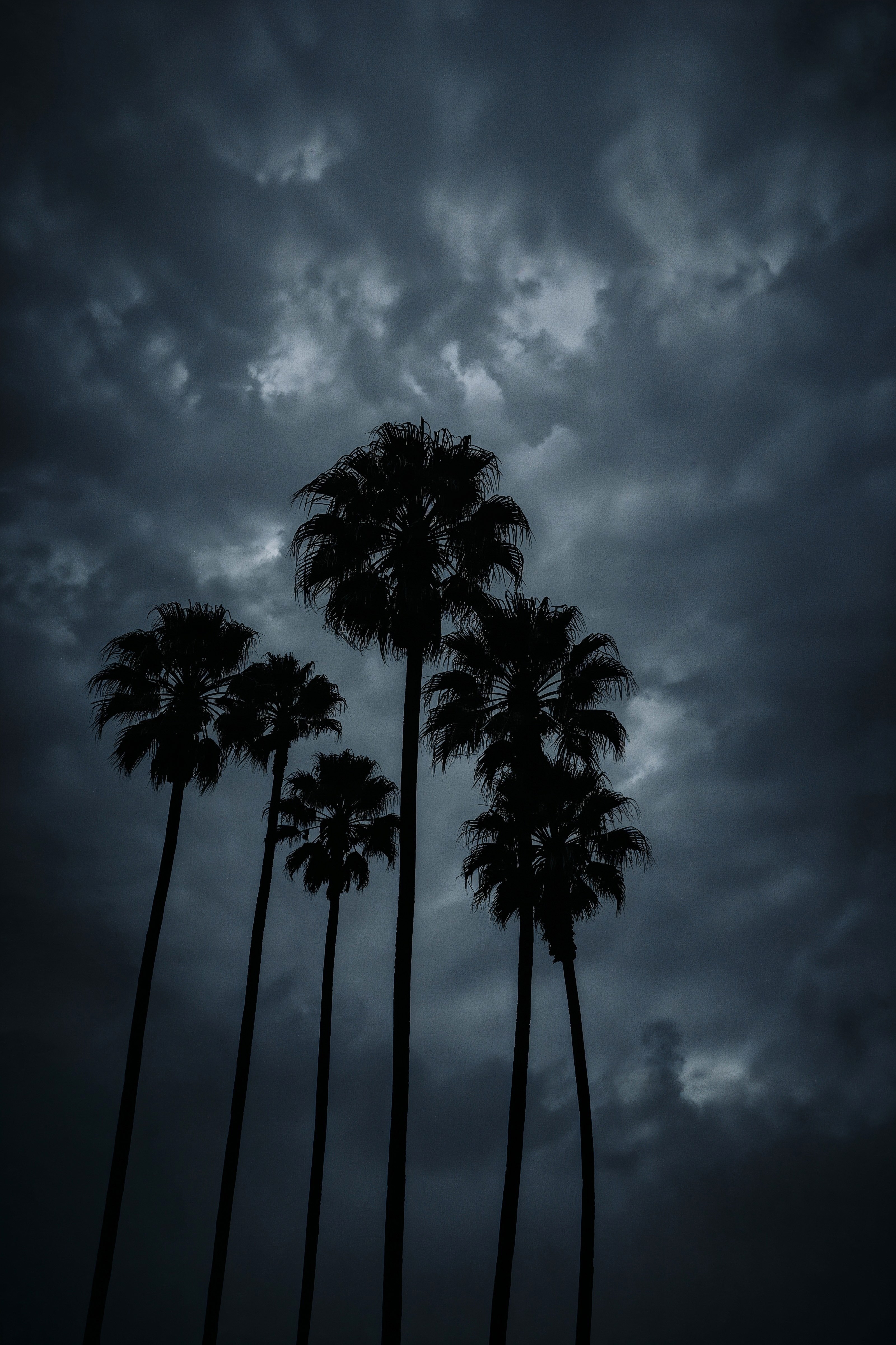 Dark Nature Photography: Aesthetic 4K Palm Tree Wallpapers