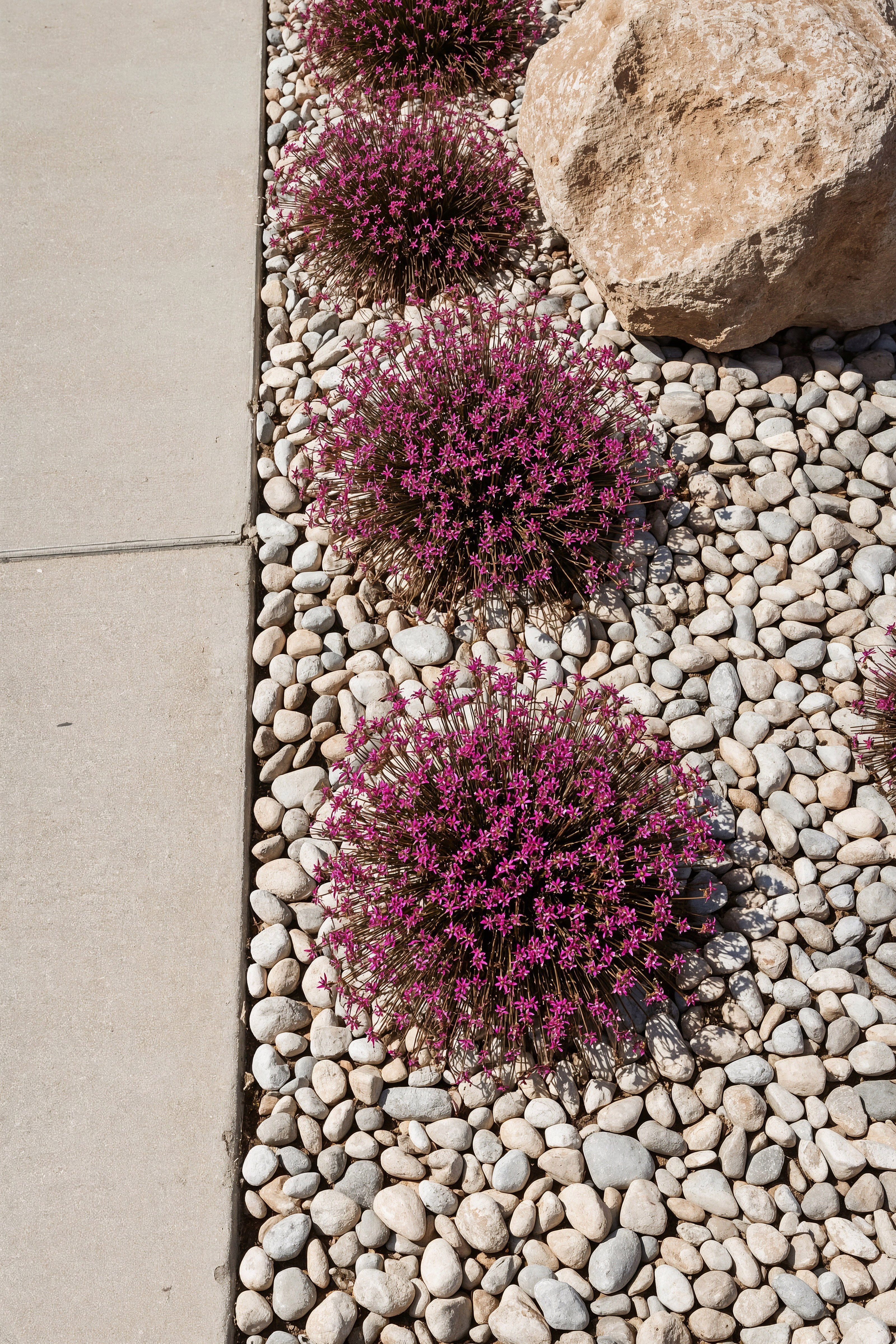 Vibrant Purple Flower Rock Garden for Hassle-Free Front Yards