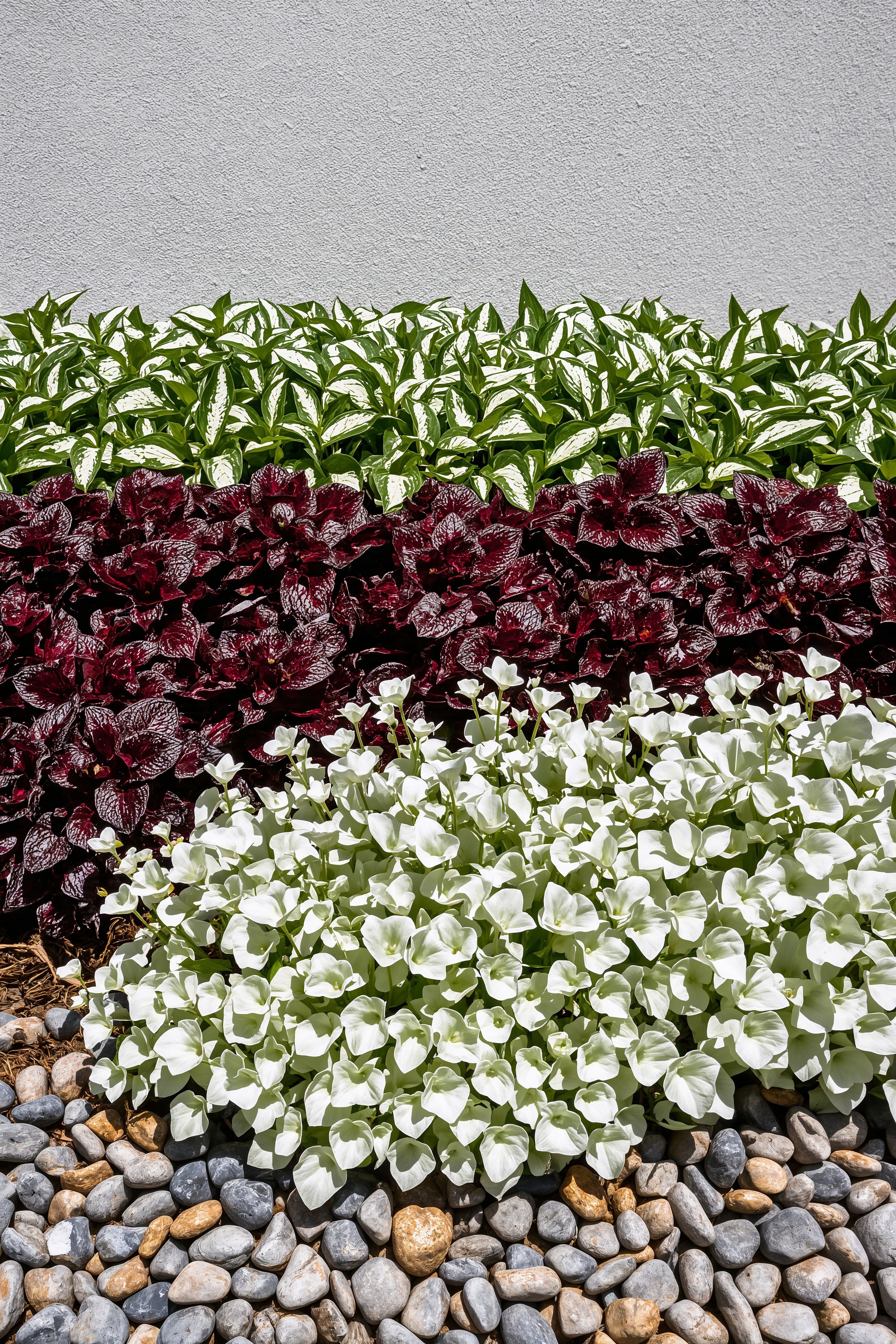 Vibrant Front Garden Landscape: Modern House Front Plant Ideas for 2024