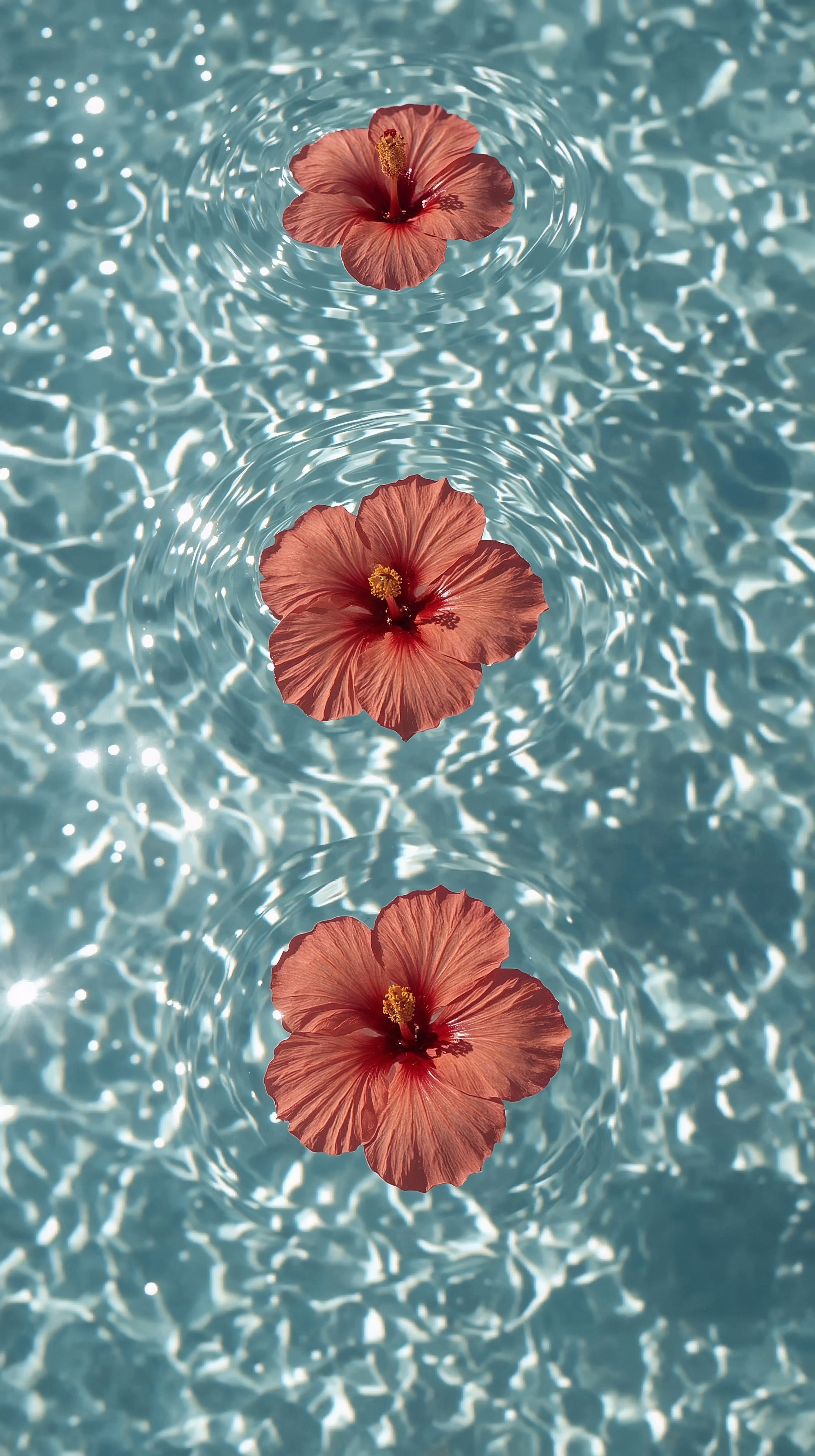 Aesthetic Hibiscus Calm: Serene Flowers Floating Wallpaper