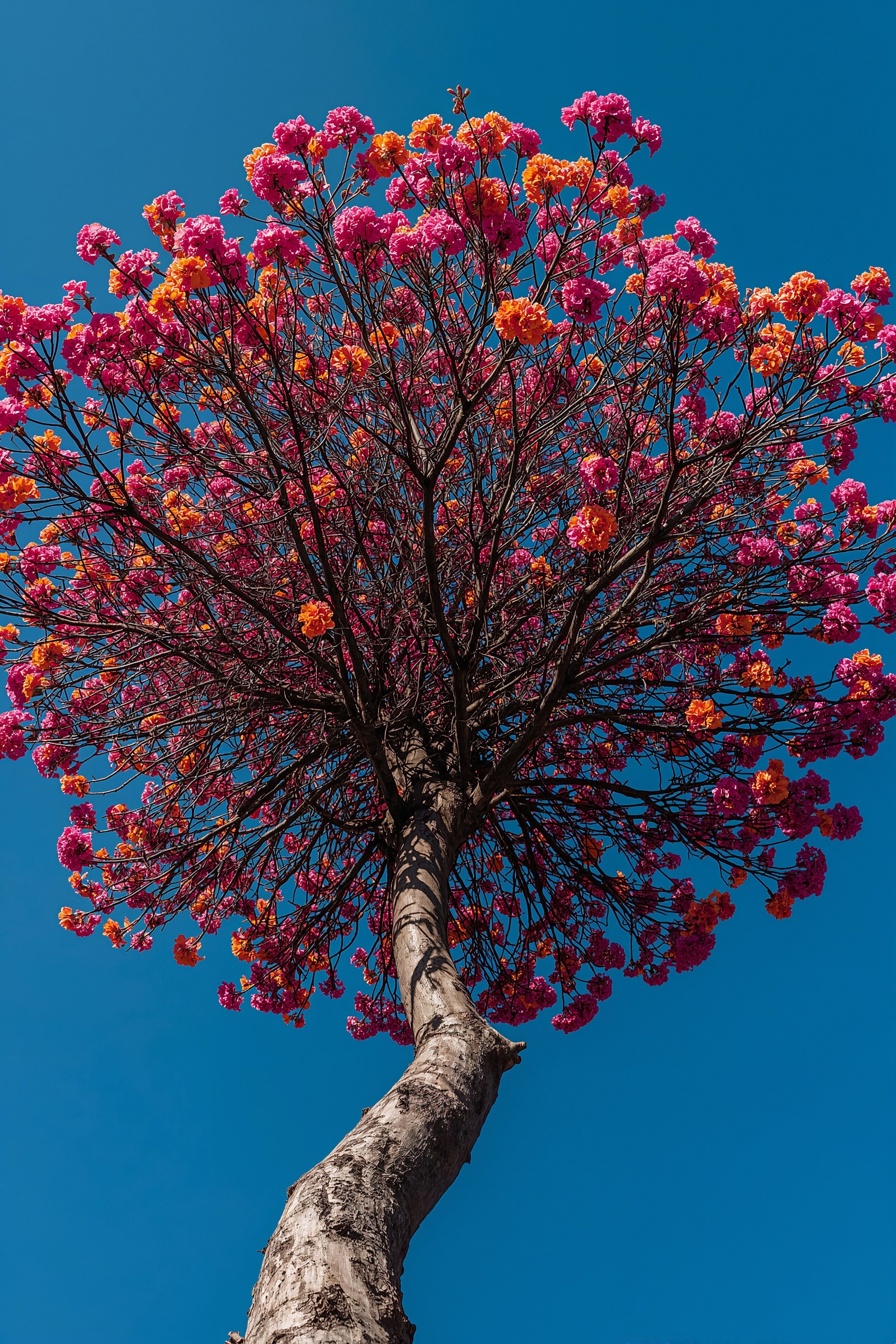 Vibrant Nature: Colorful Tree Phone Wallpaper for Bright Screens