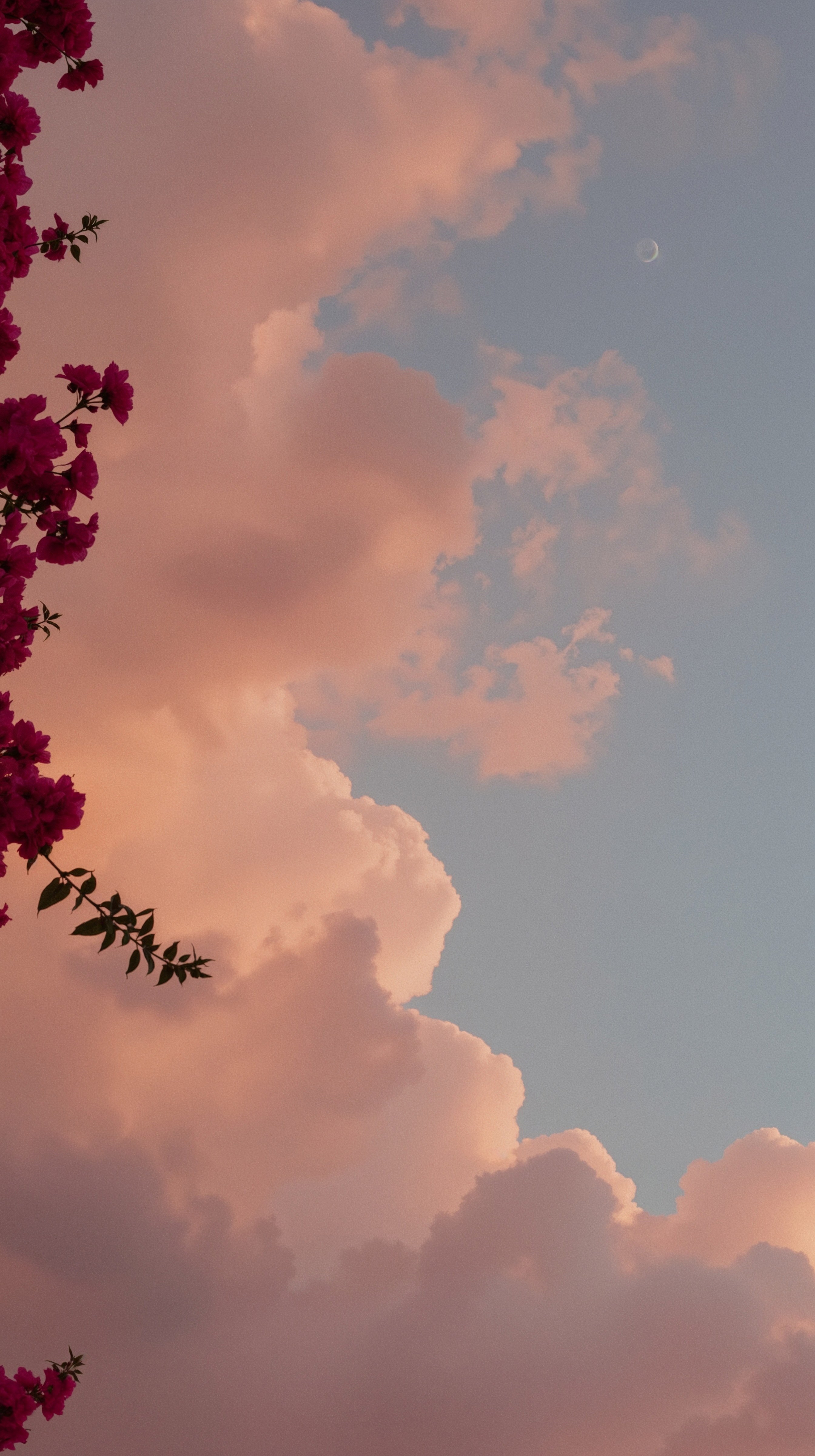 Pink Floral Sunset: Aesthetic Laptop Display Wallpaper