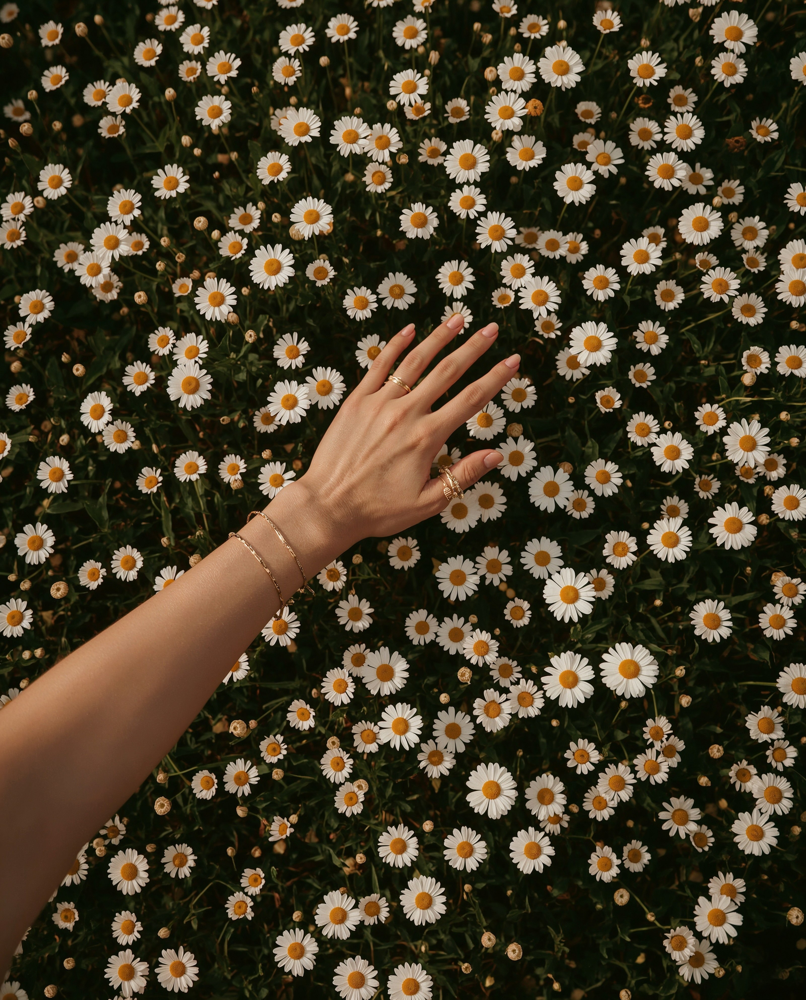Idyllic Daisy Fields: Capture the Perfect Flower Aesthetic