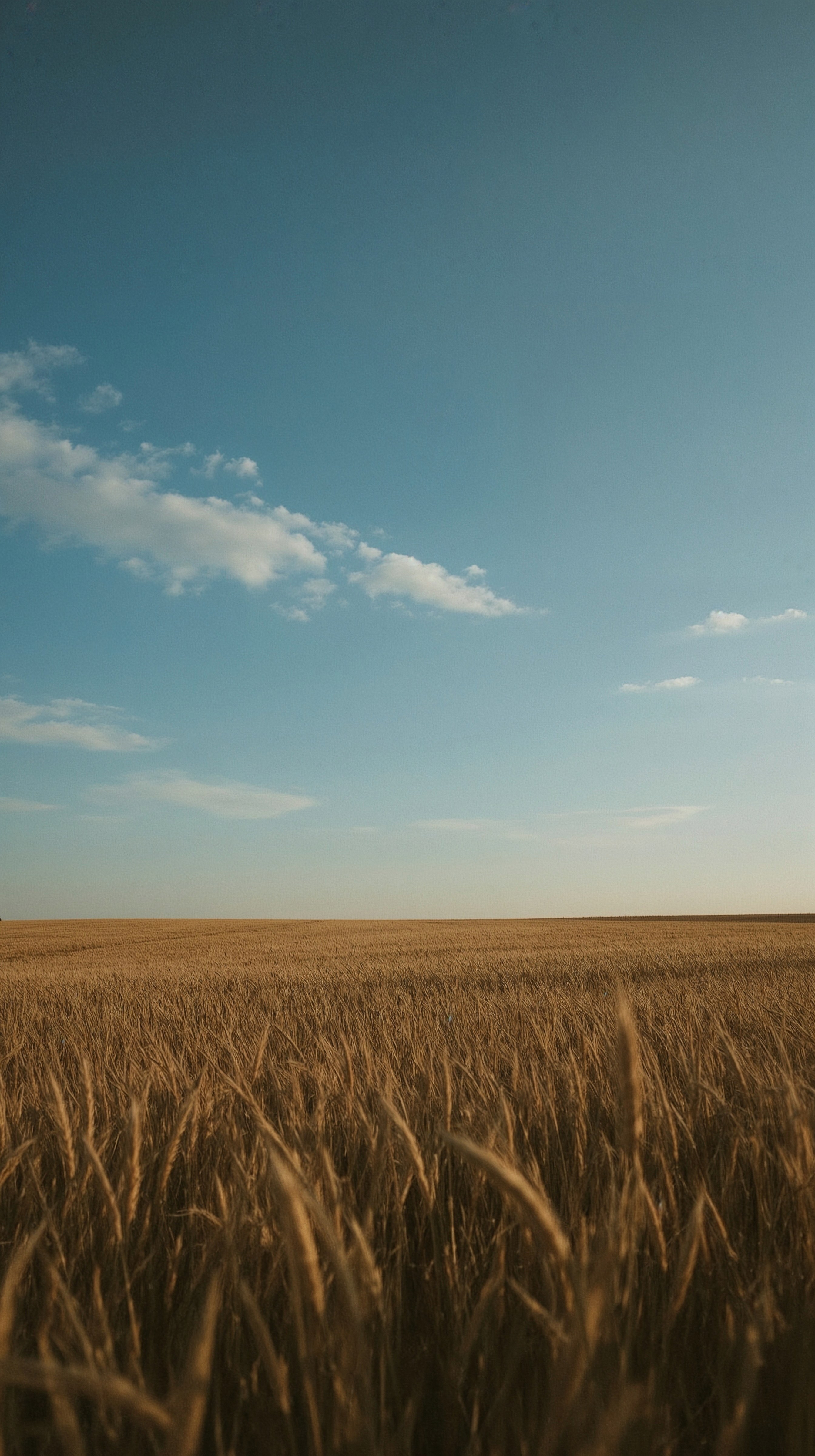 Golden Field Serenity: Aesthetic Nature Phone Wallpaper
