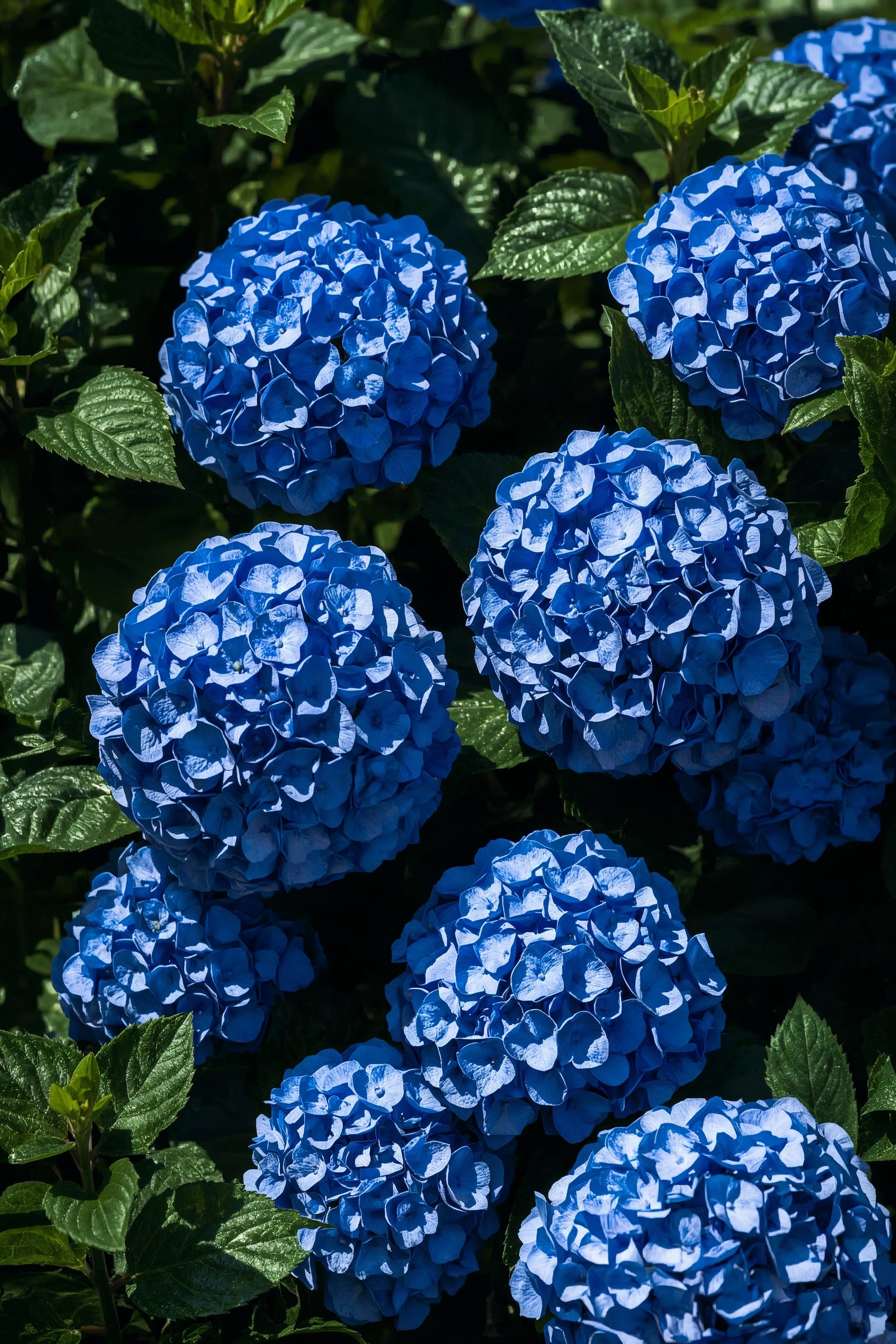 Blue Hydrangeas: The Ultimate Summer Garden Flower Star