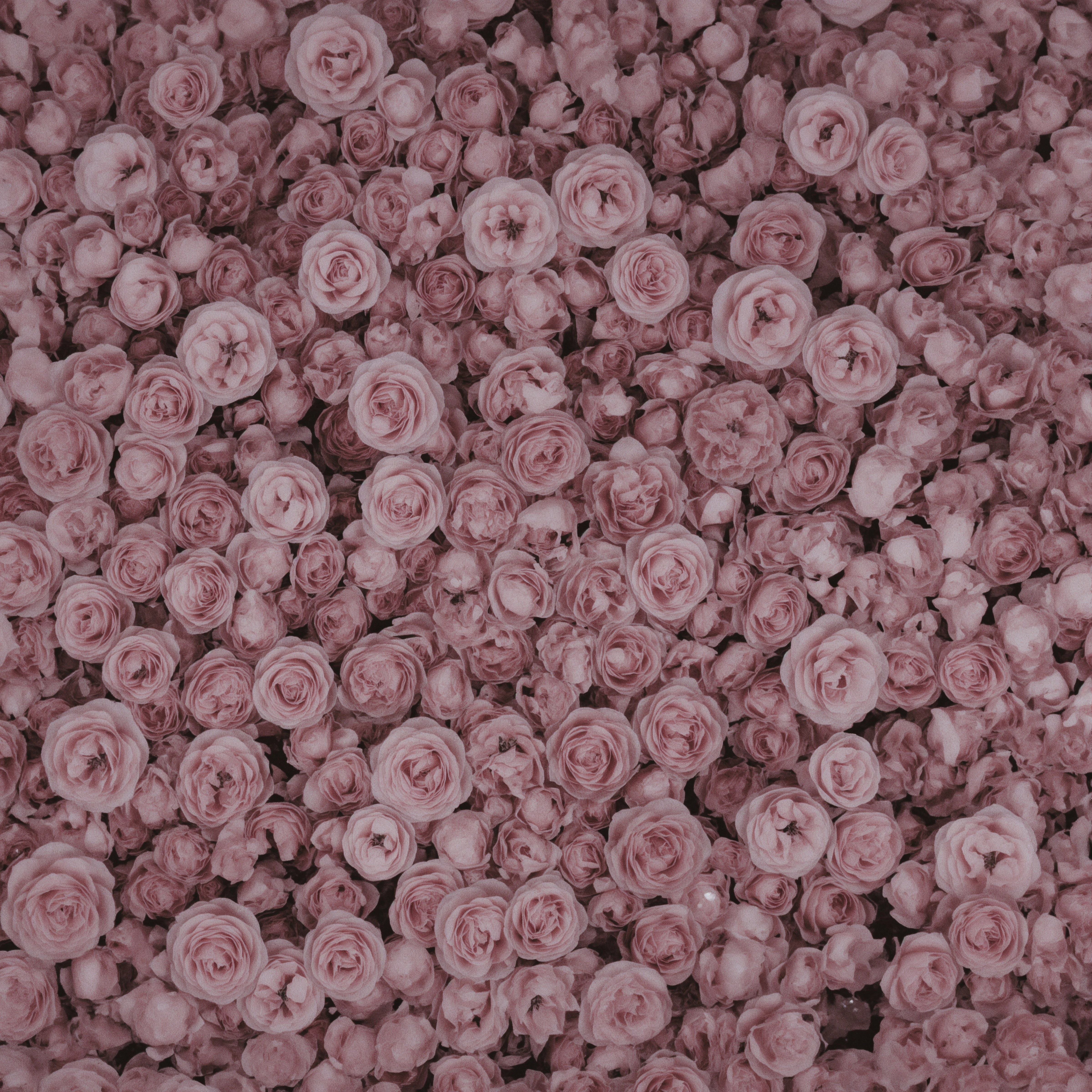 Romantic Pink Rose Aesthetic: Dreamy Garden Inspiration