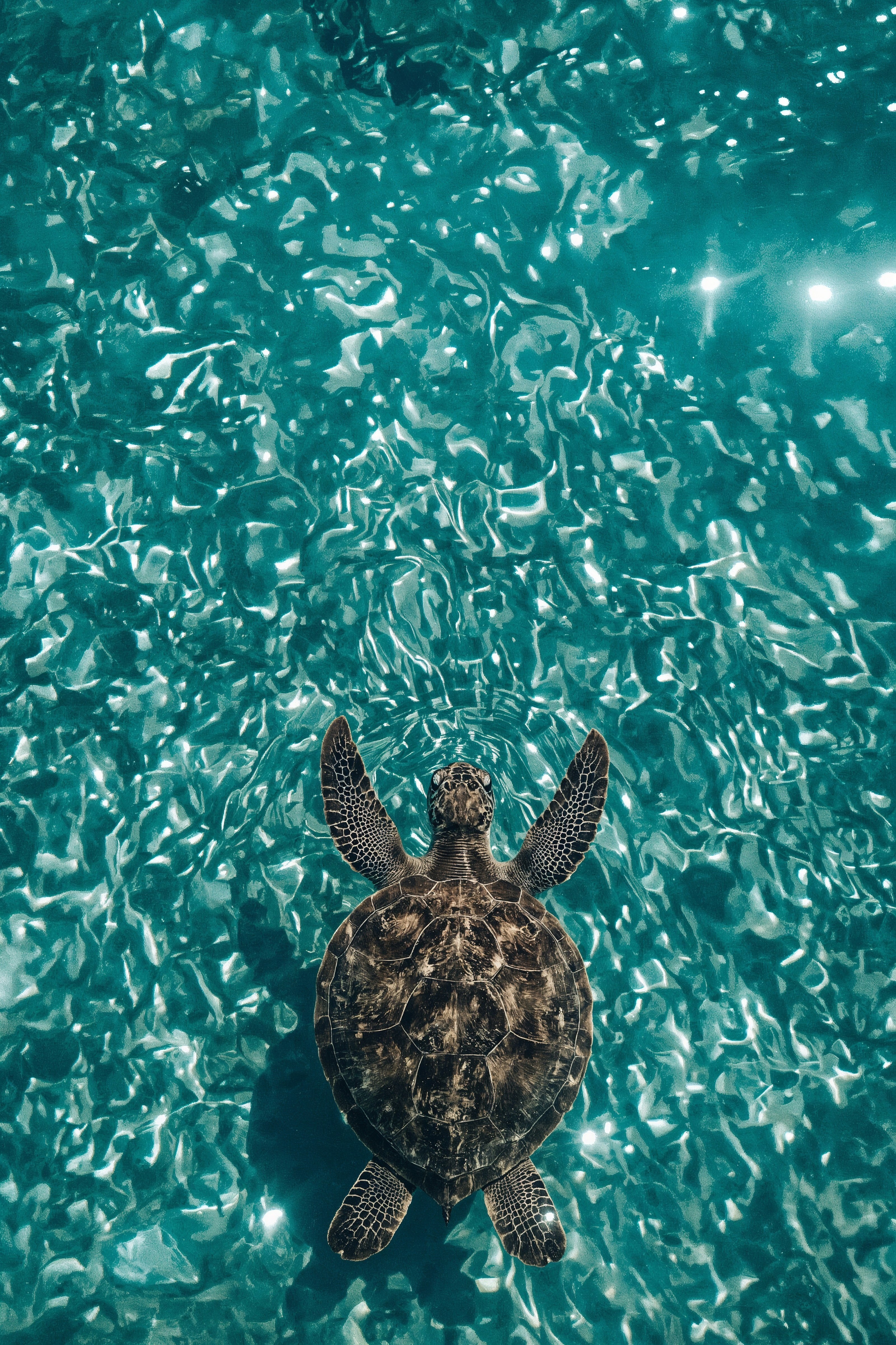 Aesthetic Summer Journey: Tranquil Sea Turtle Phone Wallpaper