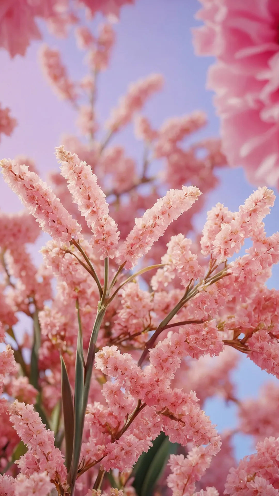 Blush Wallscape