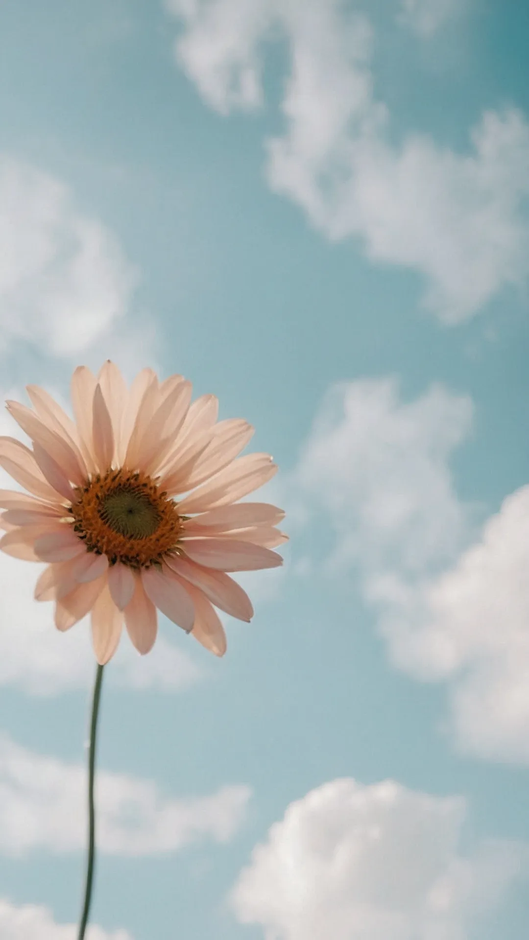 Daisy Daydreams