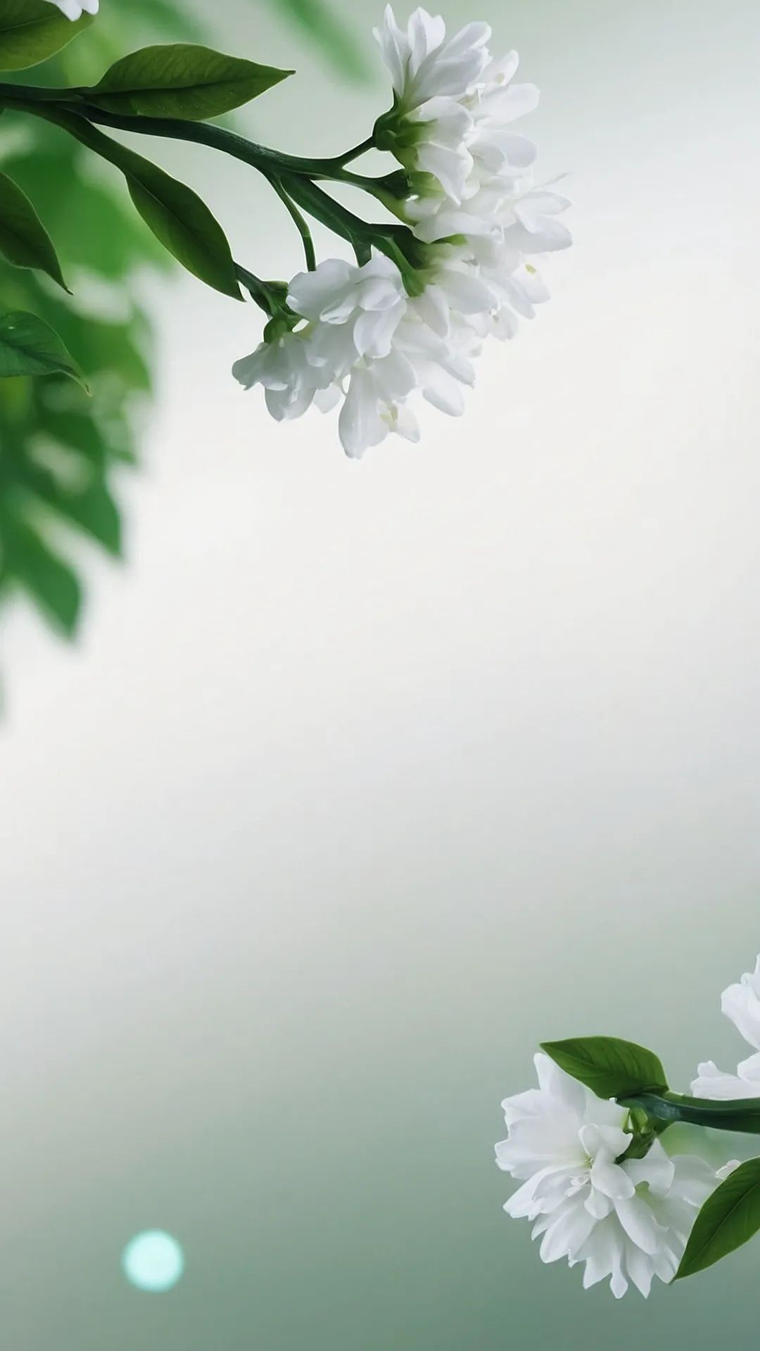 Dream Bloom