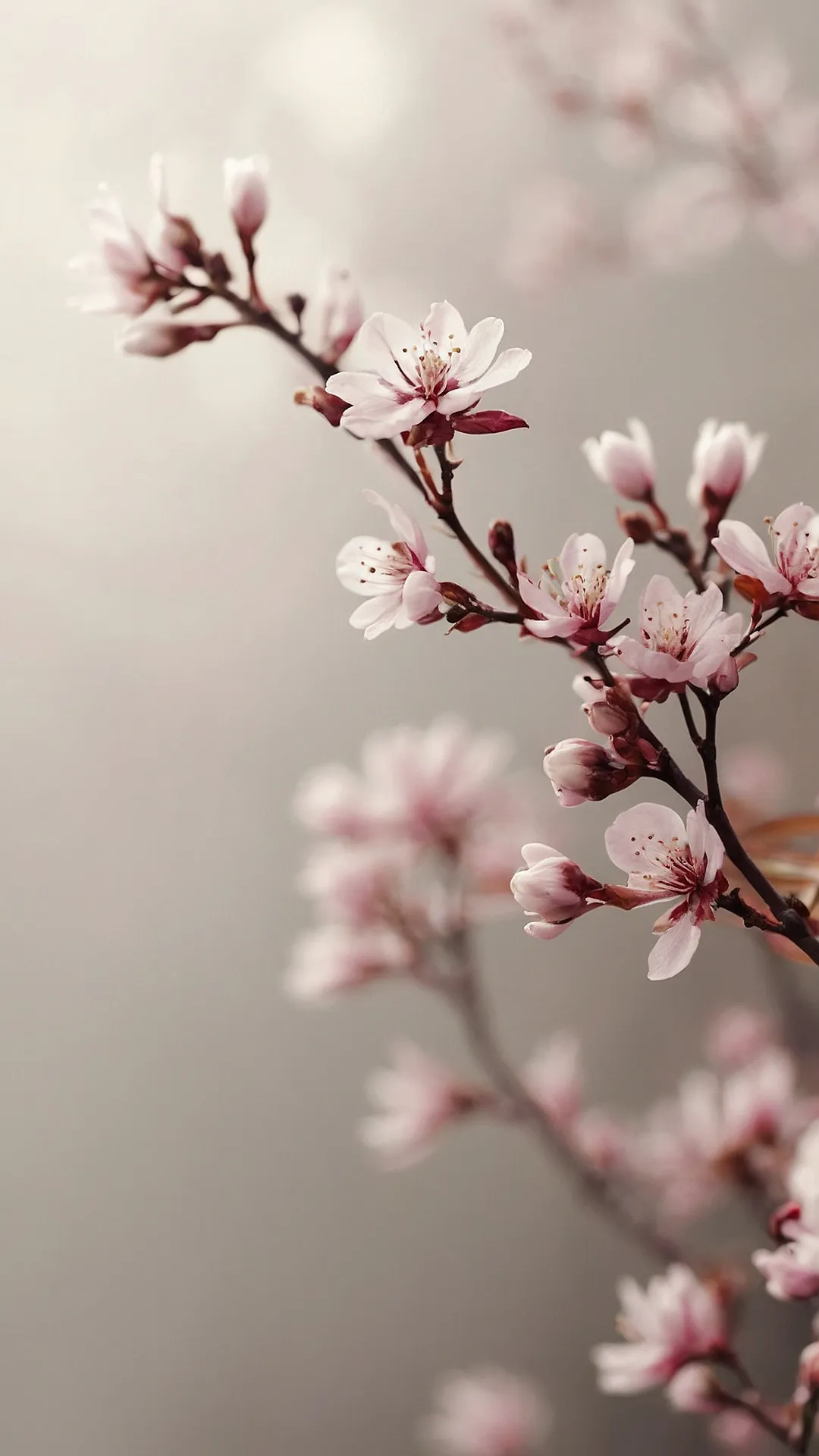 Cherry Blossom Bliss for Your Screen