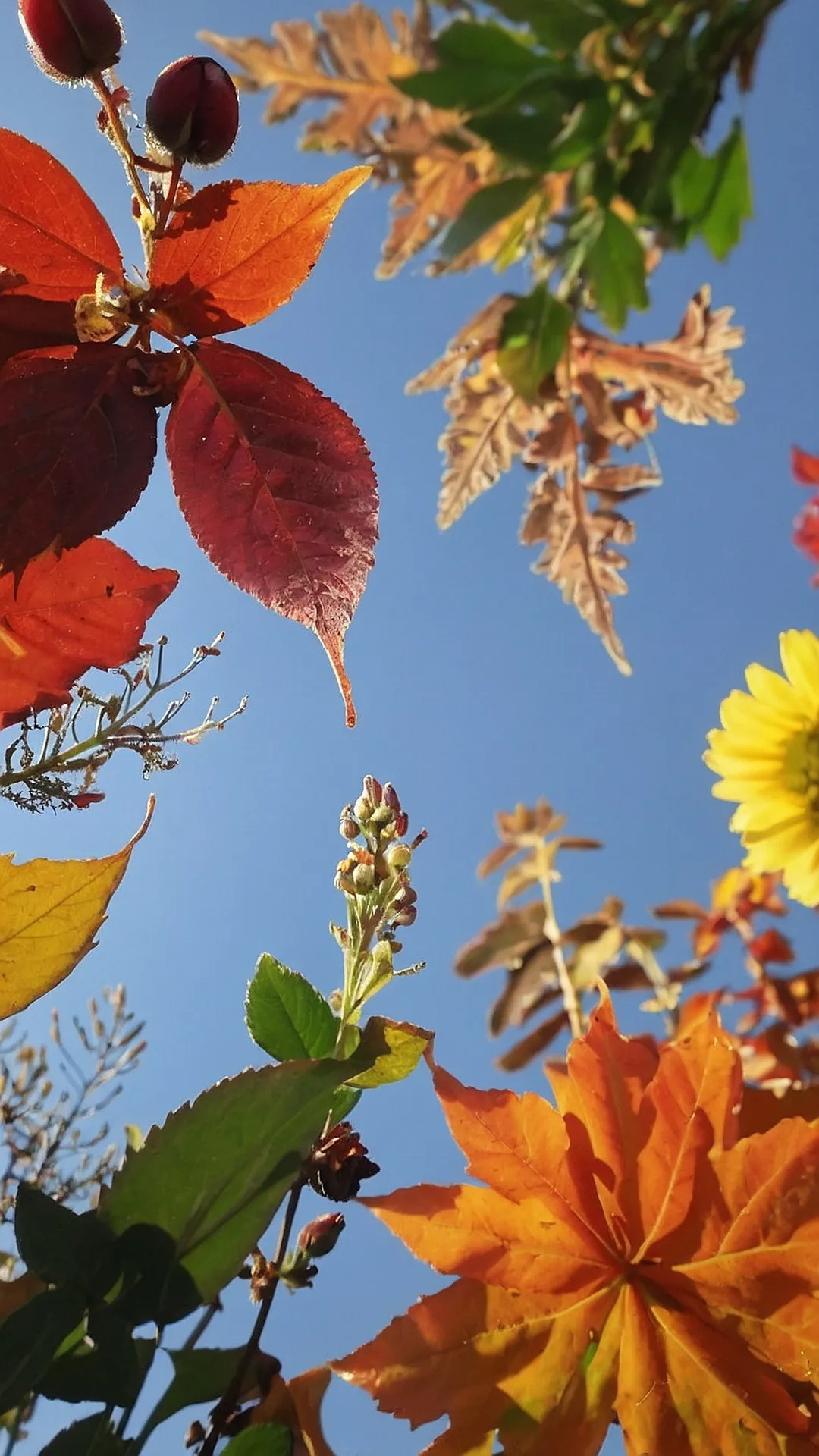 Autumn's Kaleidoscope: