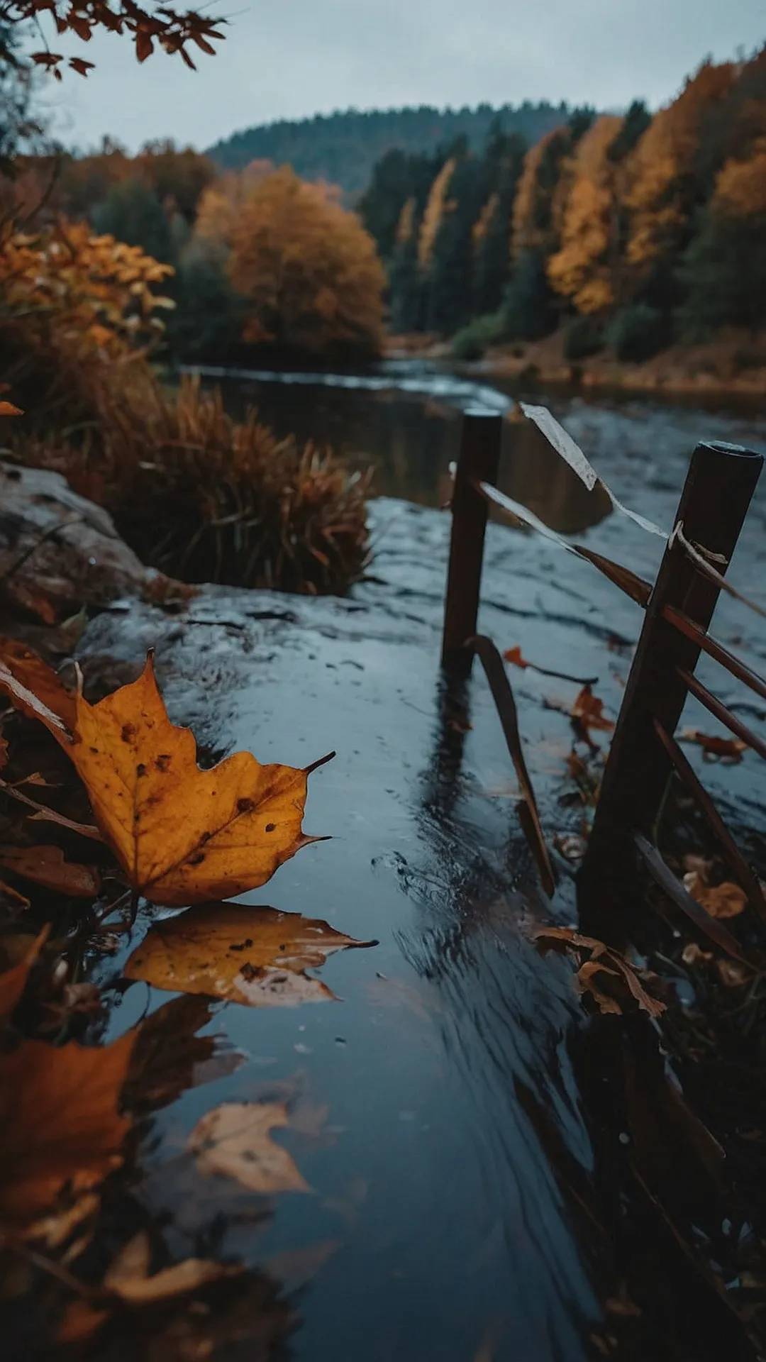 Reflections of Fall