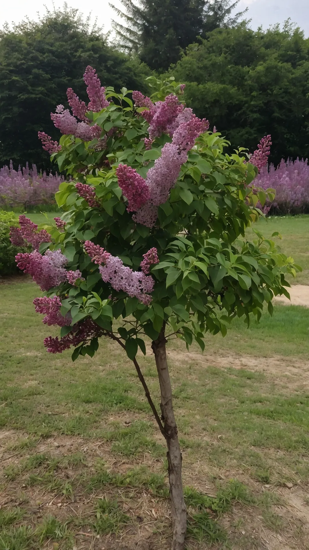 Lilac Aura
