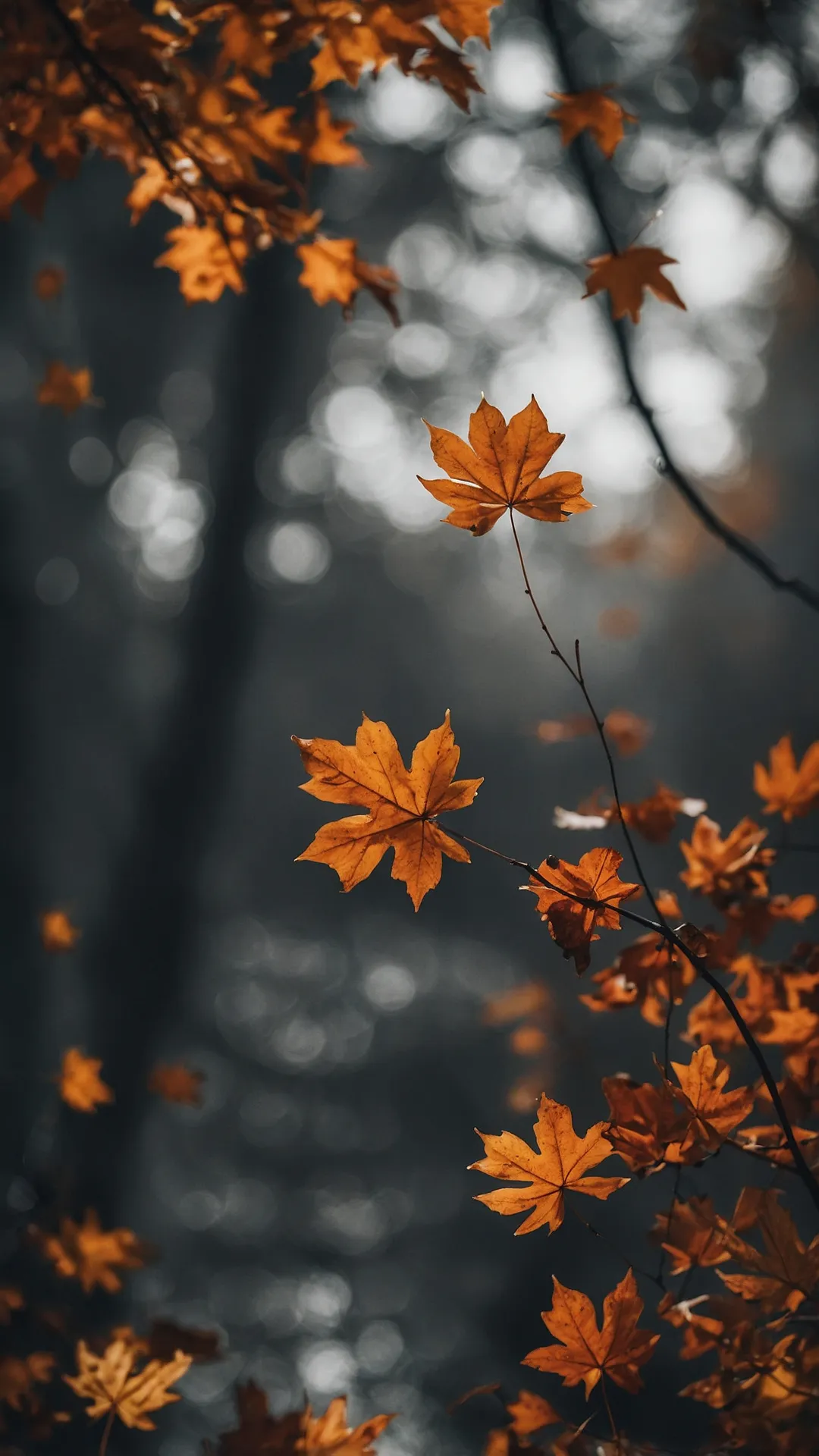 Fall's Best View, Right on Your Screen