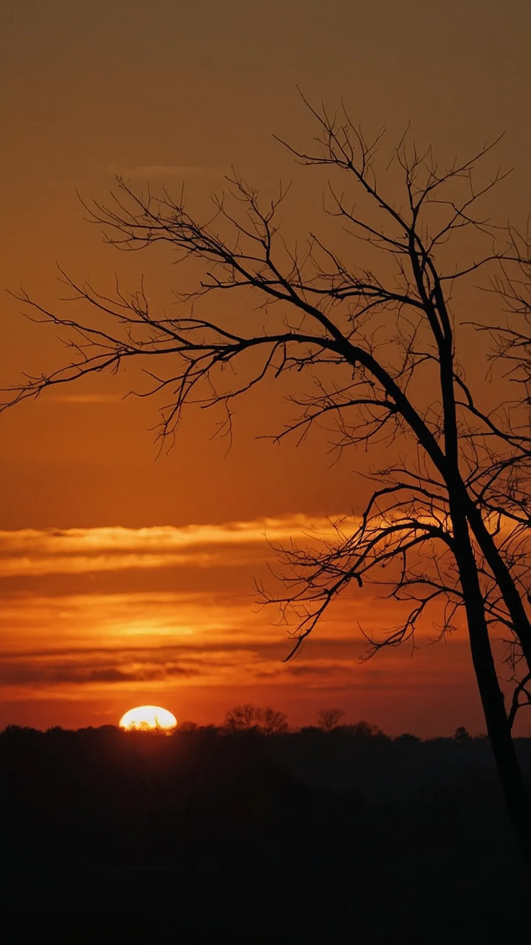 Sun's Out, Branches Out: