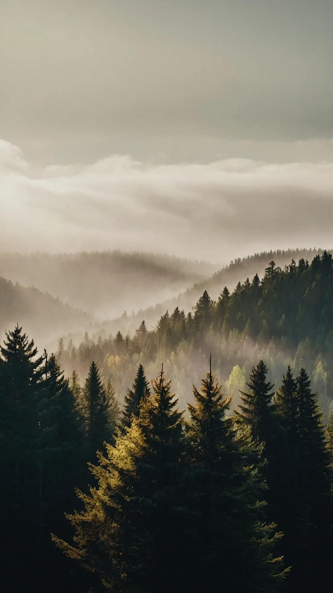 Misty Morning Woods