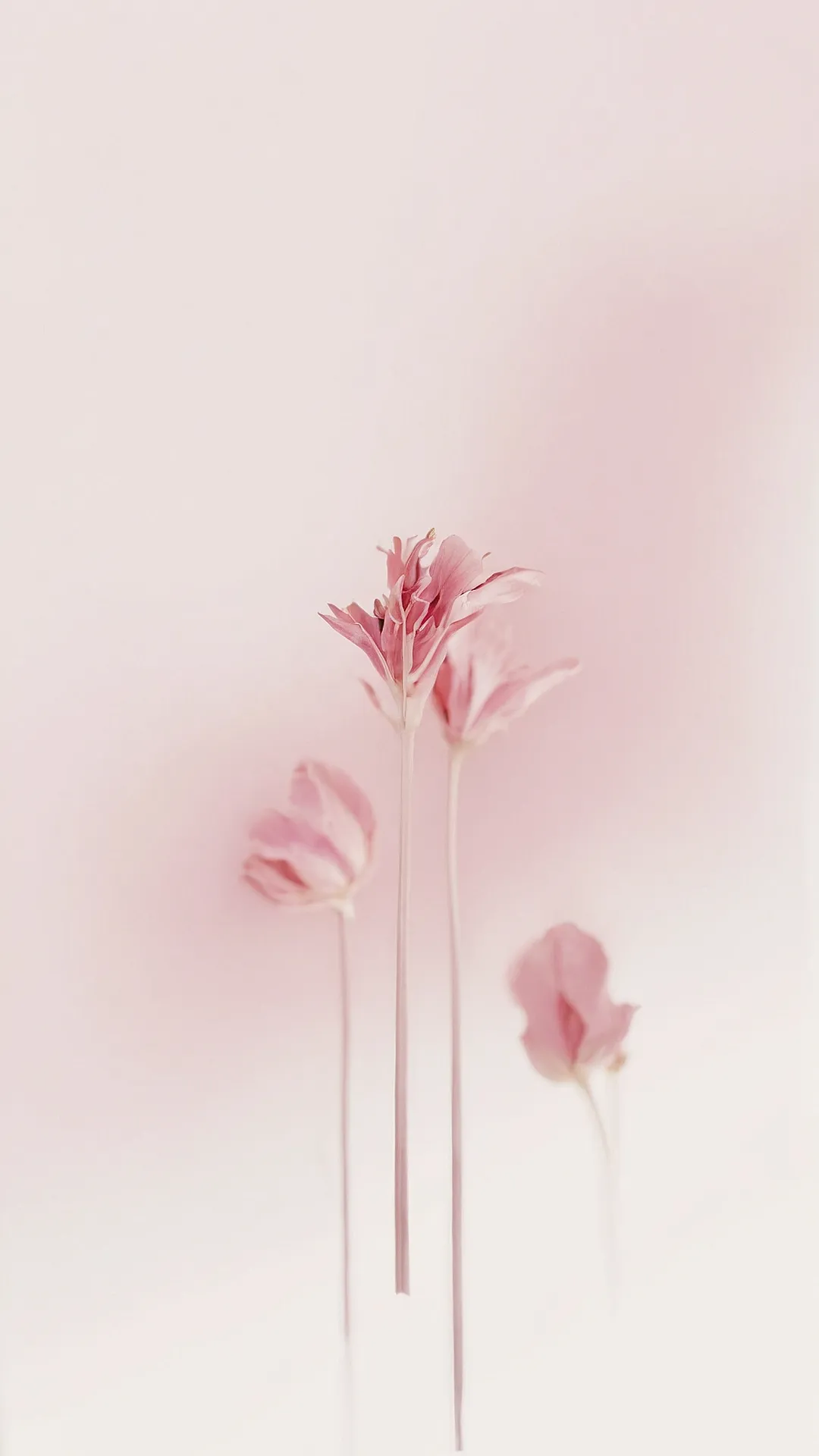 Rosy Reverie: