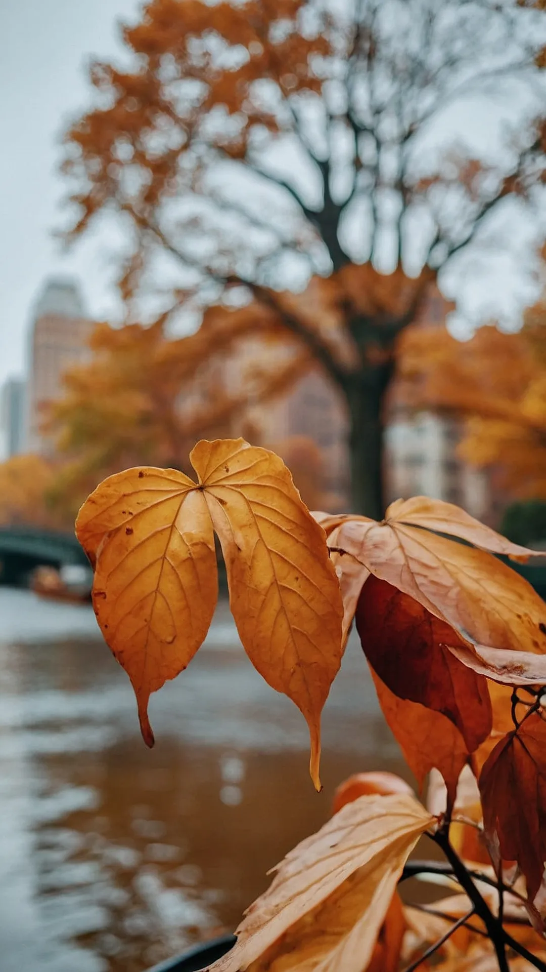 Leaf's-Eye View