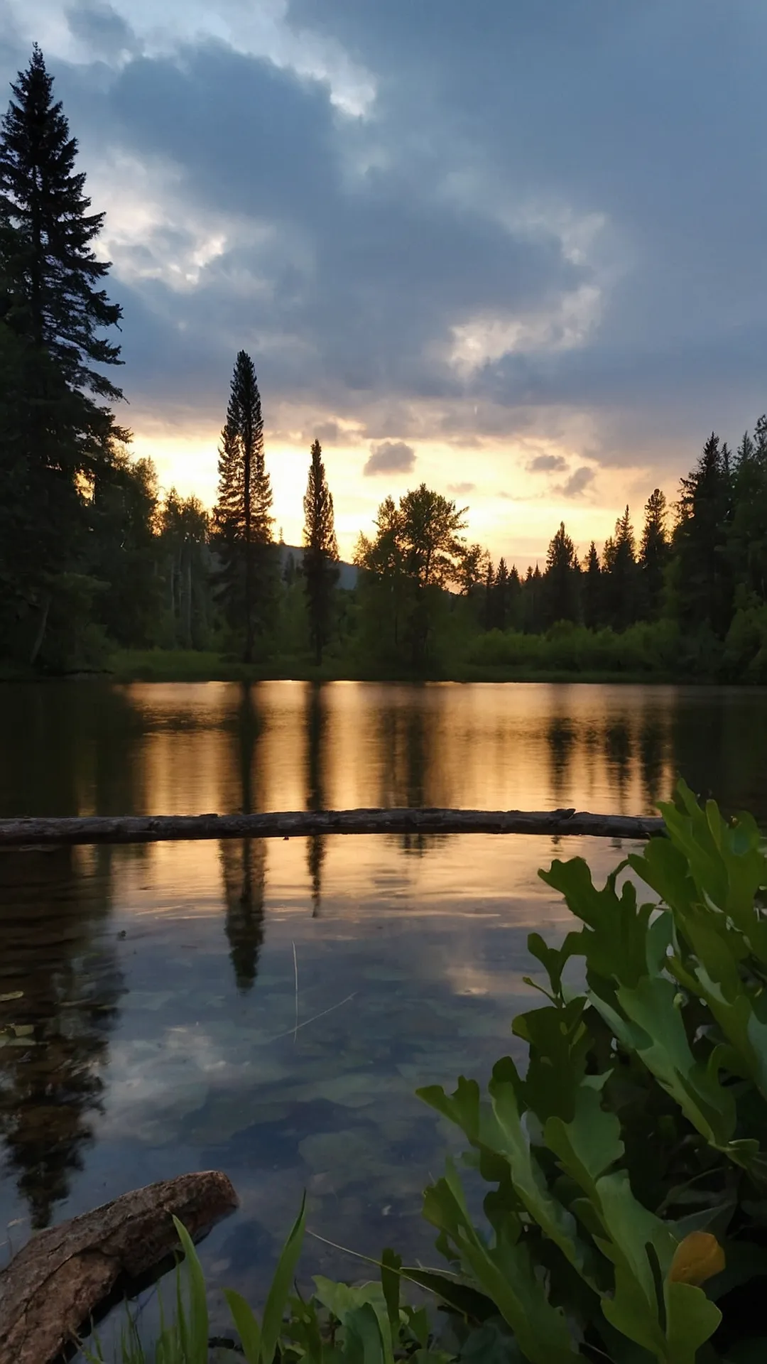 Mirror, Mirror on the Pond: