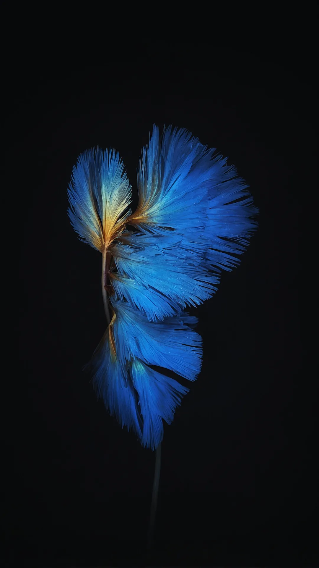 Screen Shine Reimagined